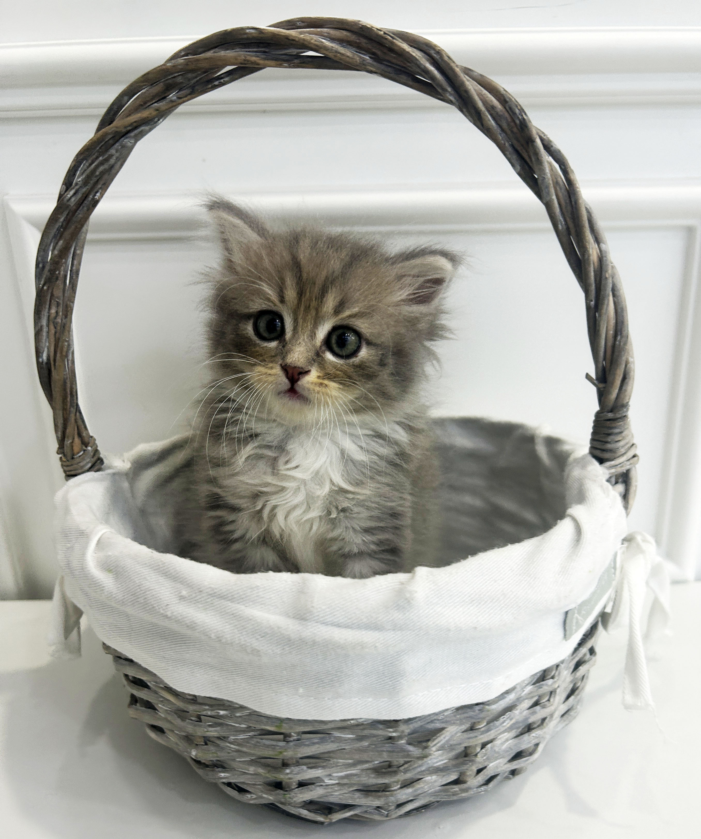 [책임분양/분양가10만원]페르시안/암