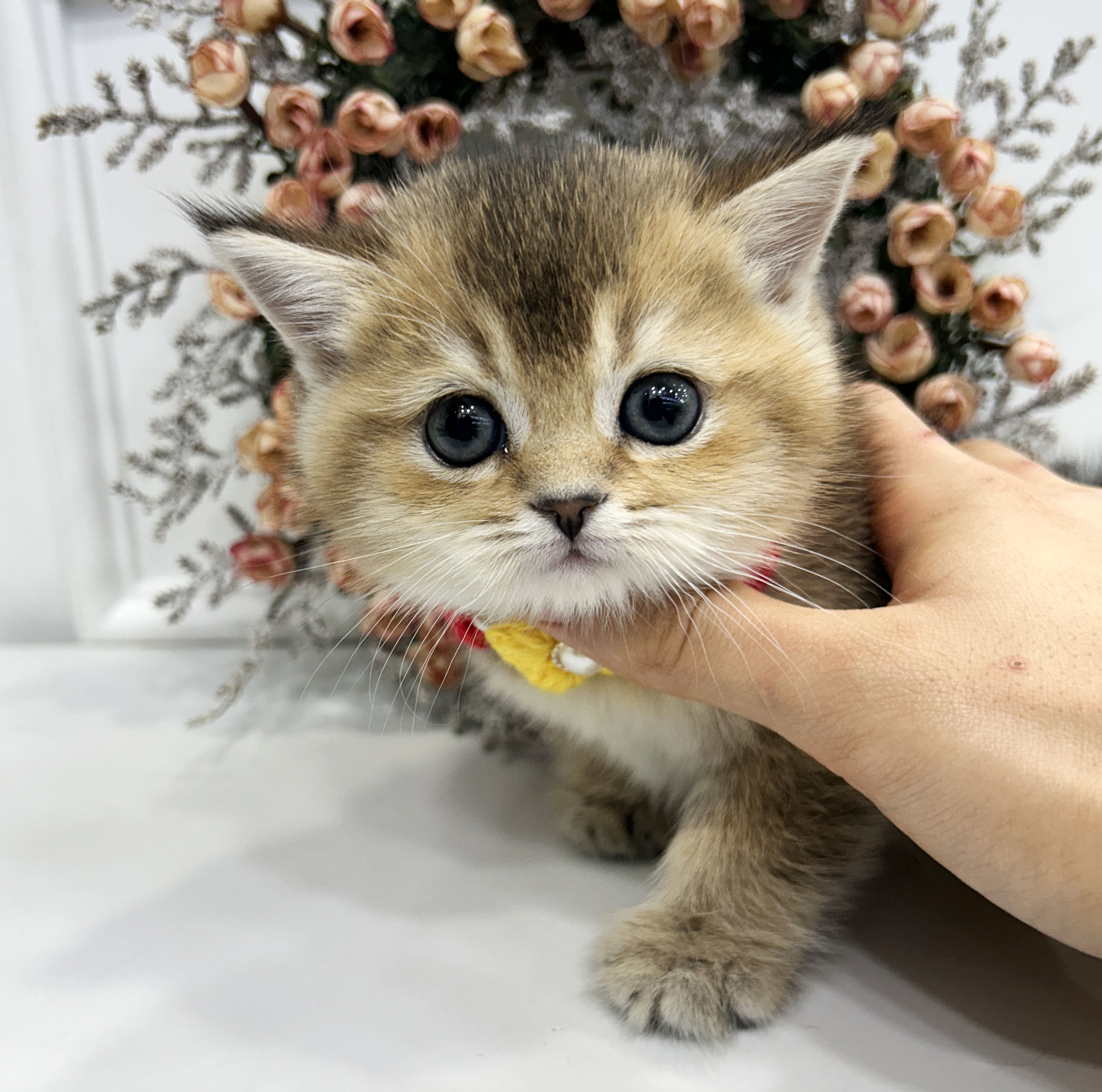 골드 브리티쉬 숏헤어/암