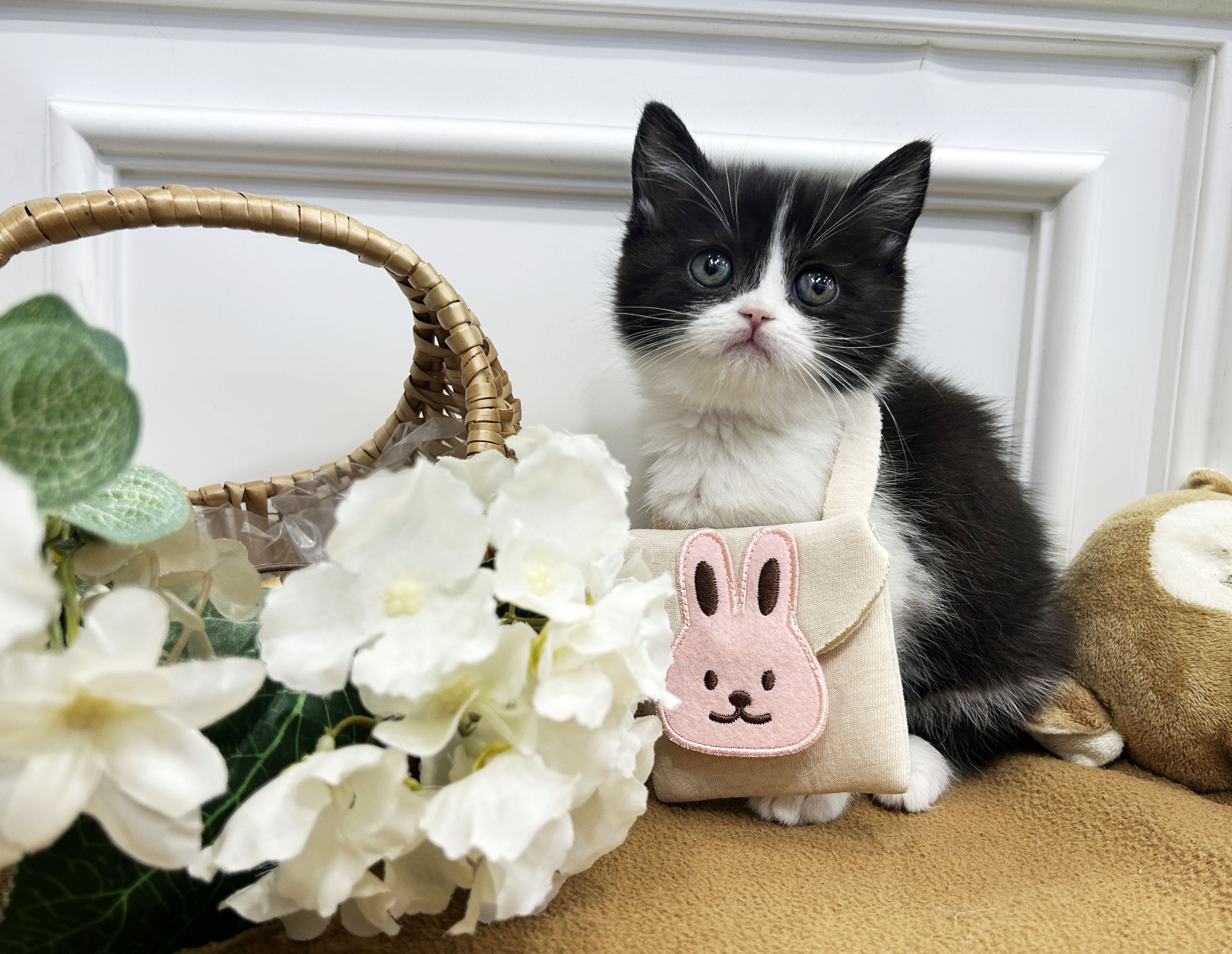 브리티쉬 숏헤어/수