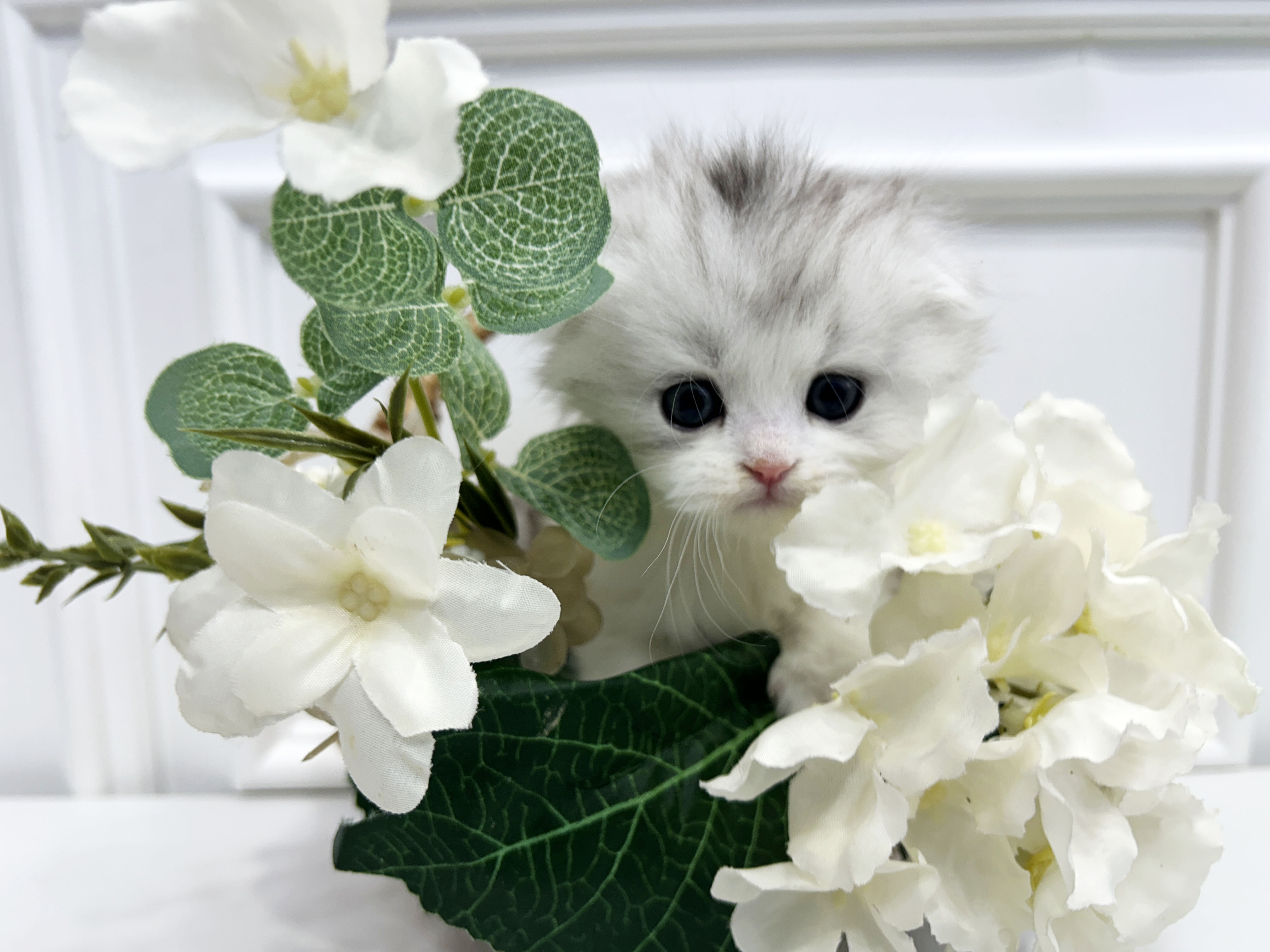 하이랜드 폴드/수