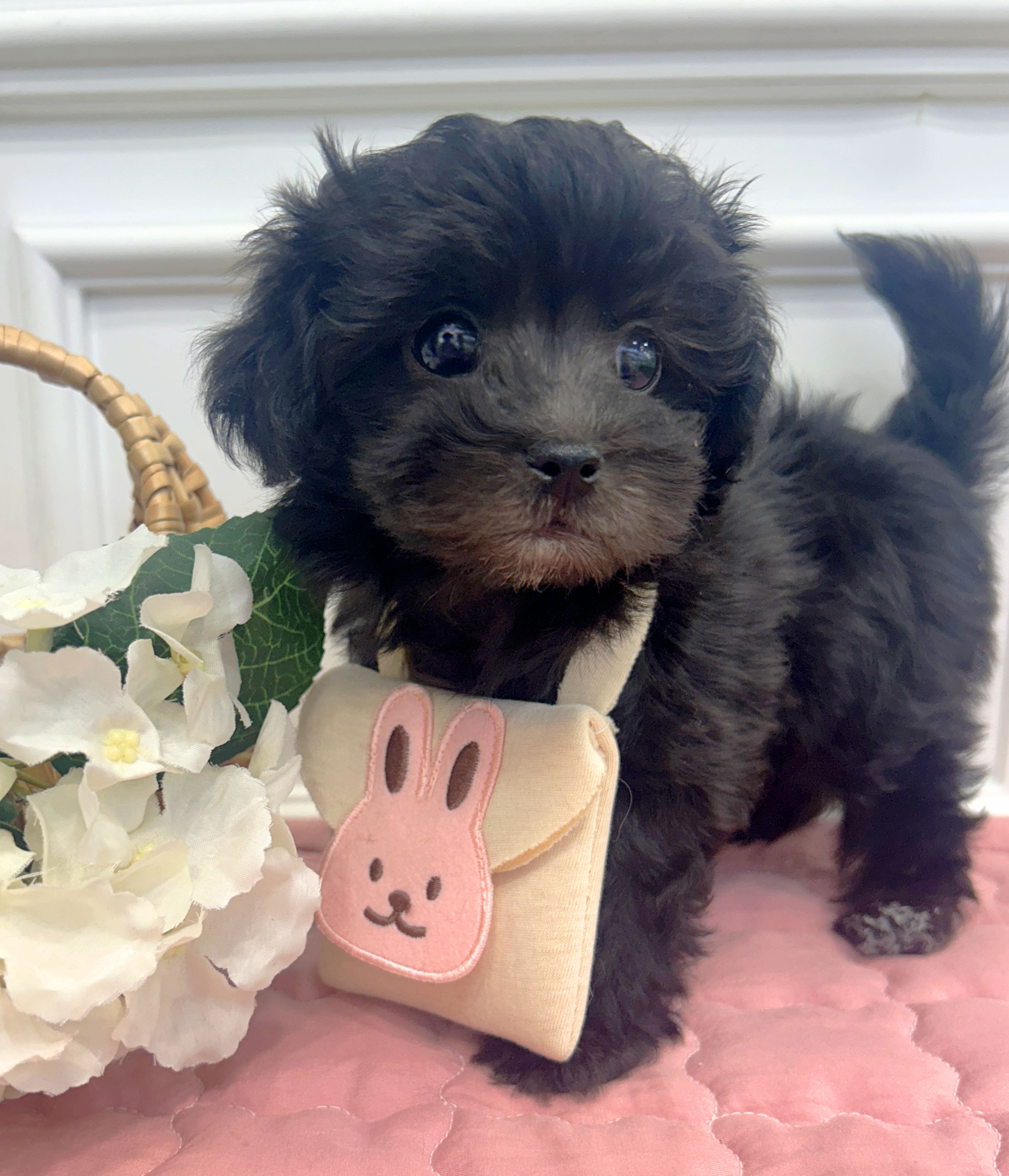 [책임분양/20만]실버 말티푸/암