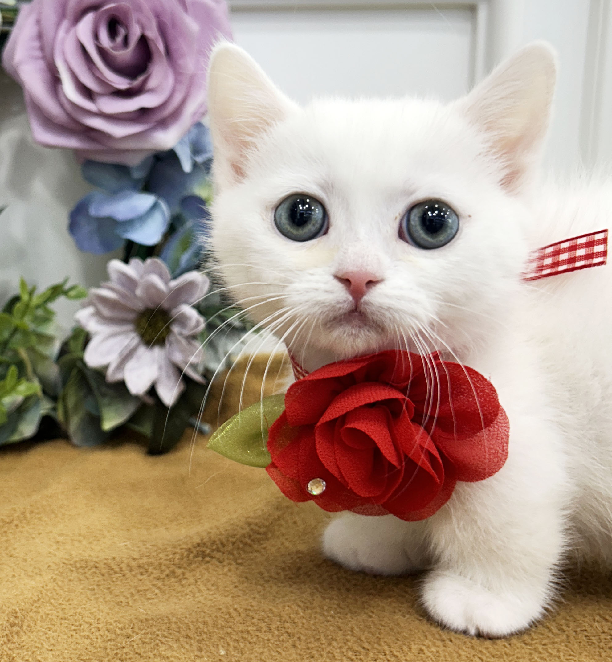 [책임분양/25만]먼치킨/암,수