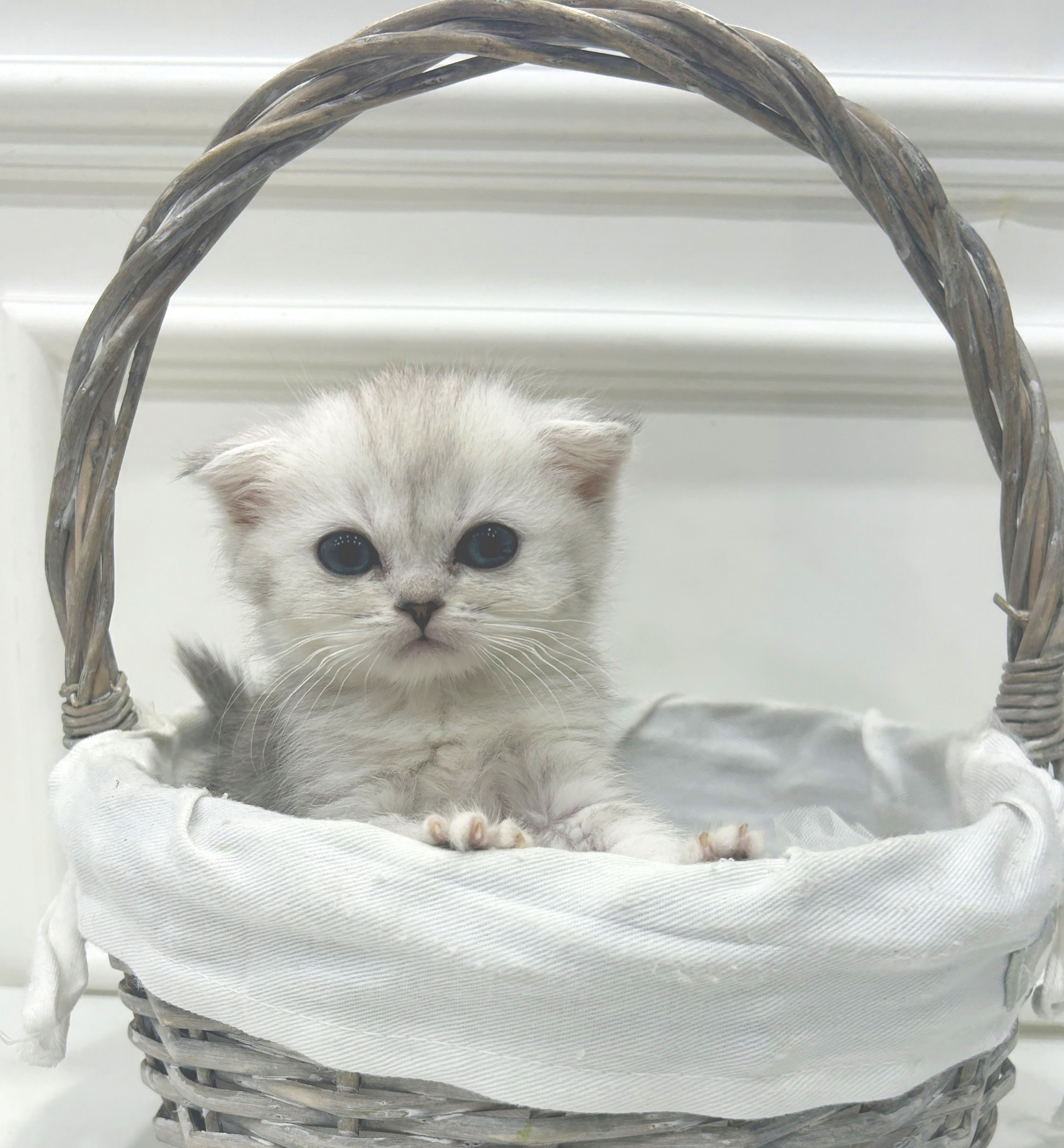 스코티쉬 폴드/암