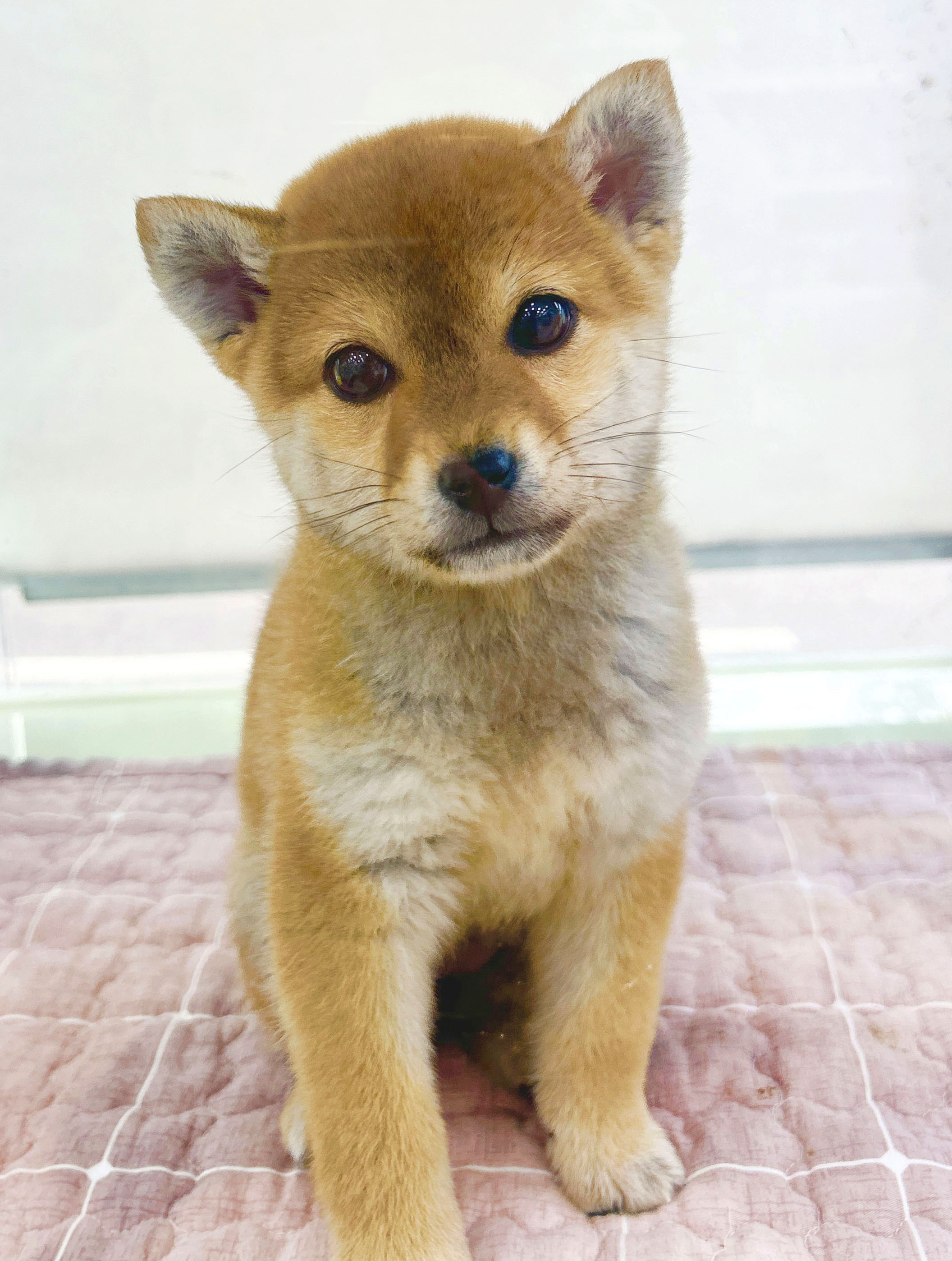 [책임분양/25만]시바/암