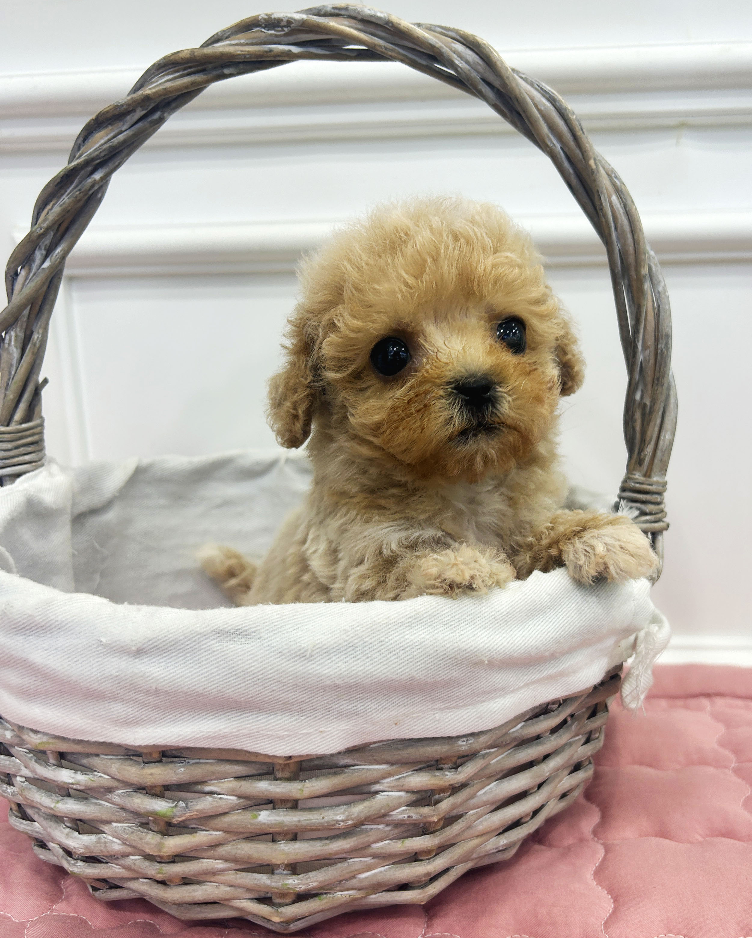 [할인분양/50만]말티푸/암