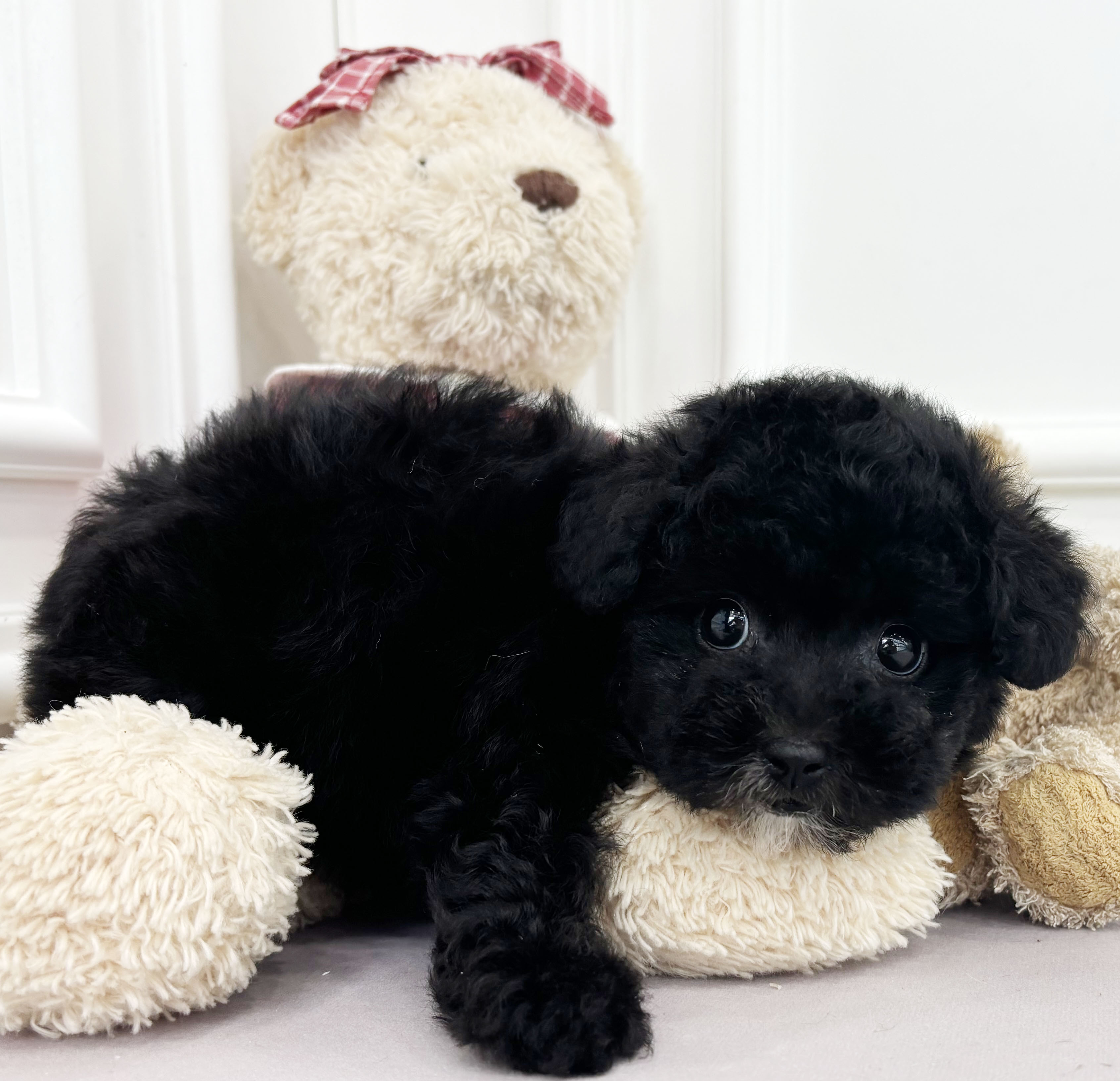 푸들(블랙/여아)