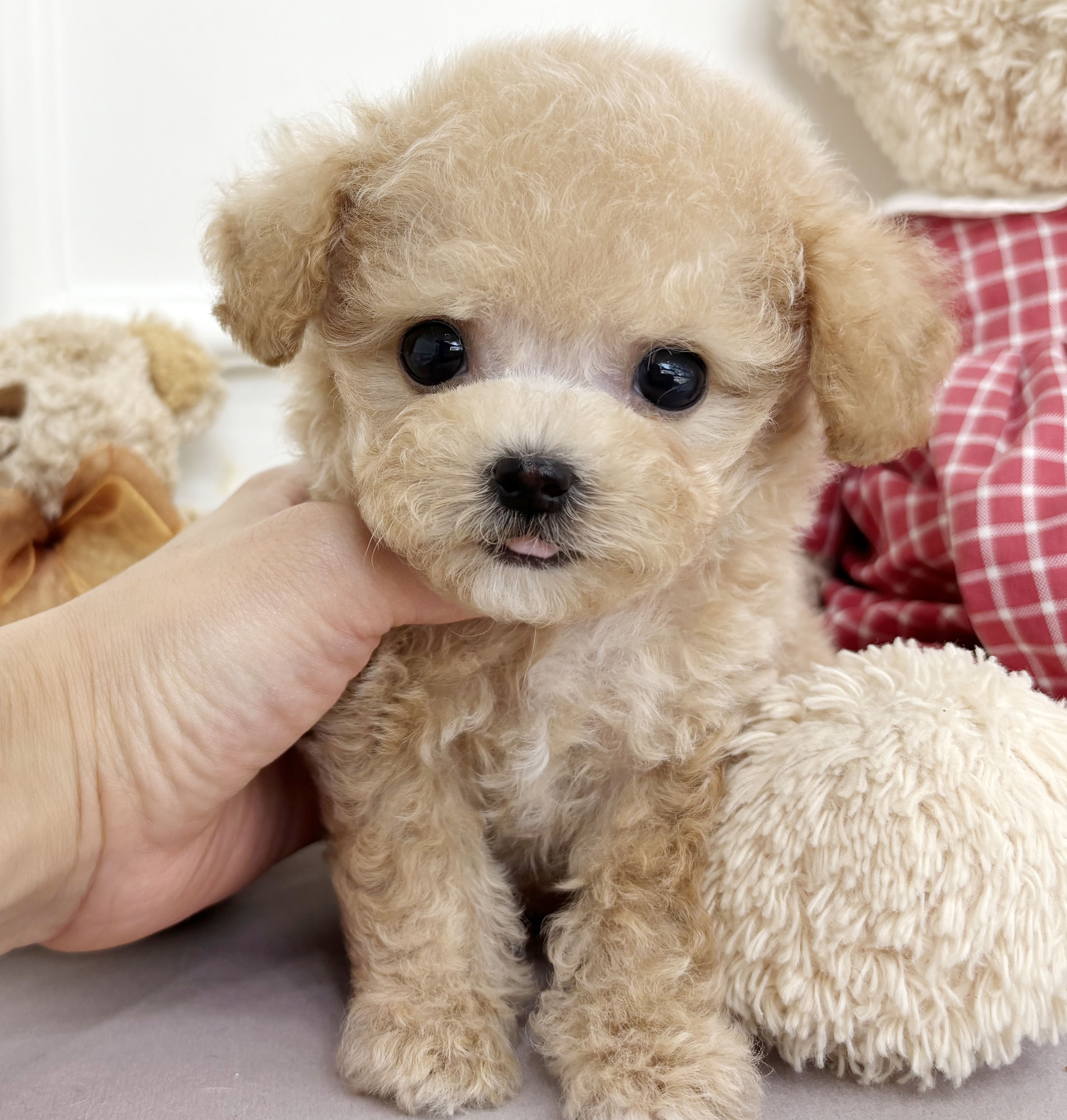 토이푸들(남아)