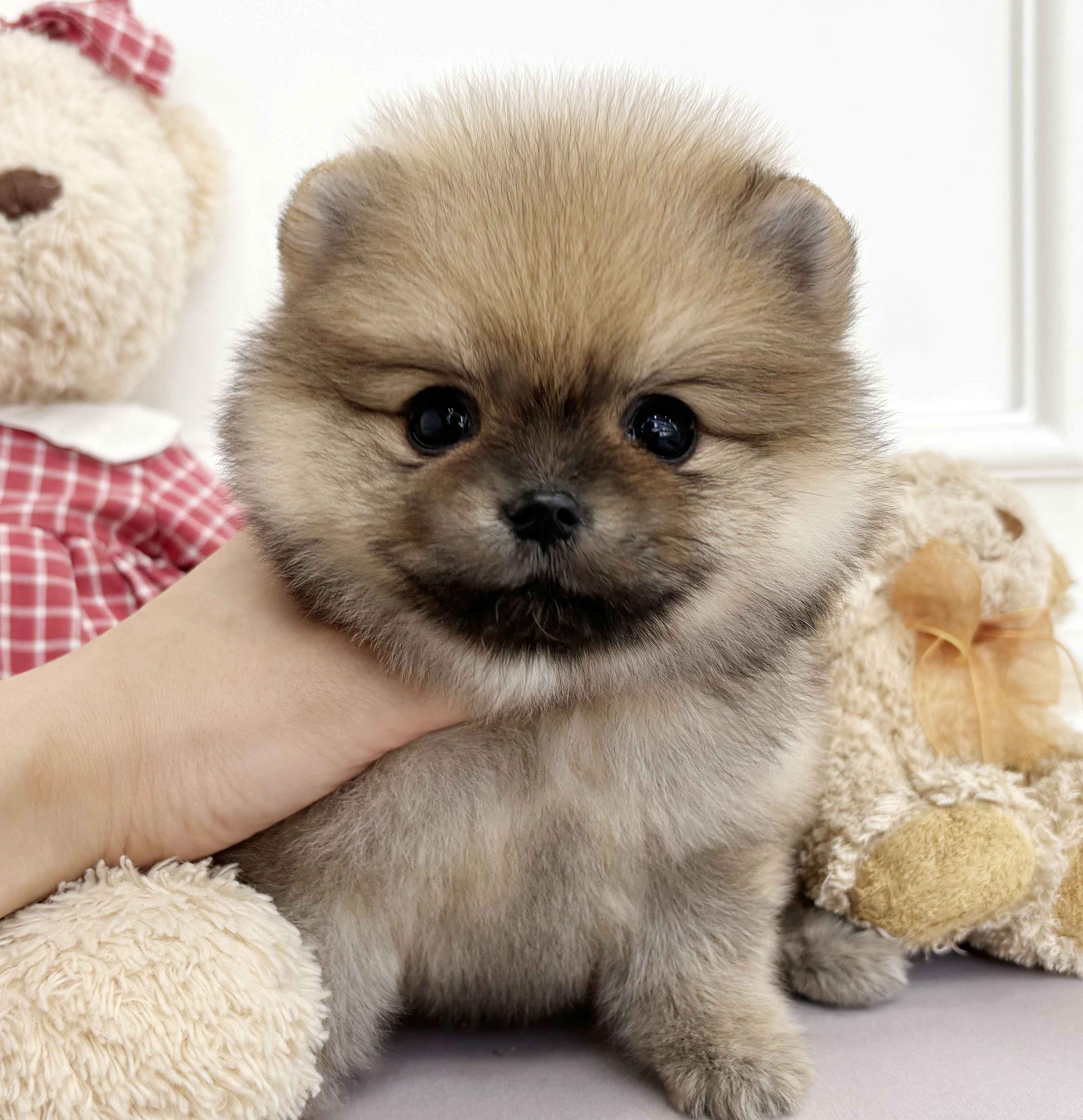 포메라니안/여아