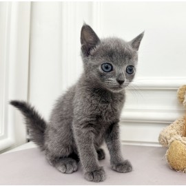 러시안블루/여아