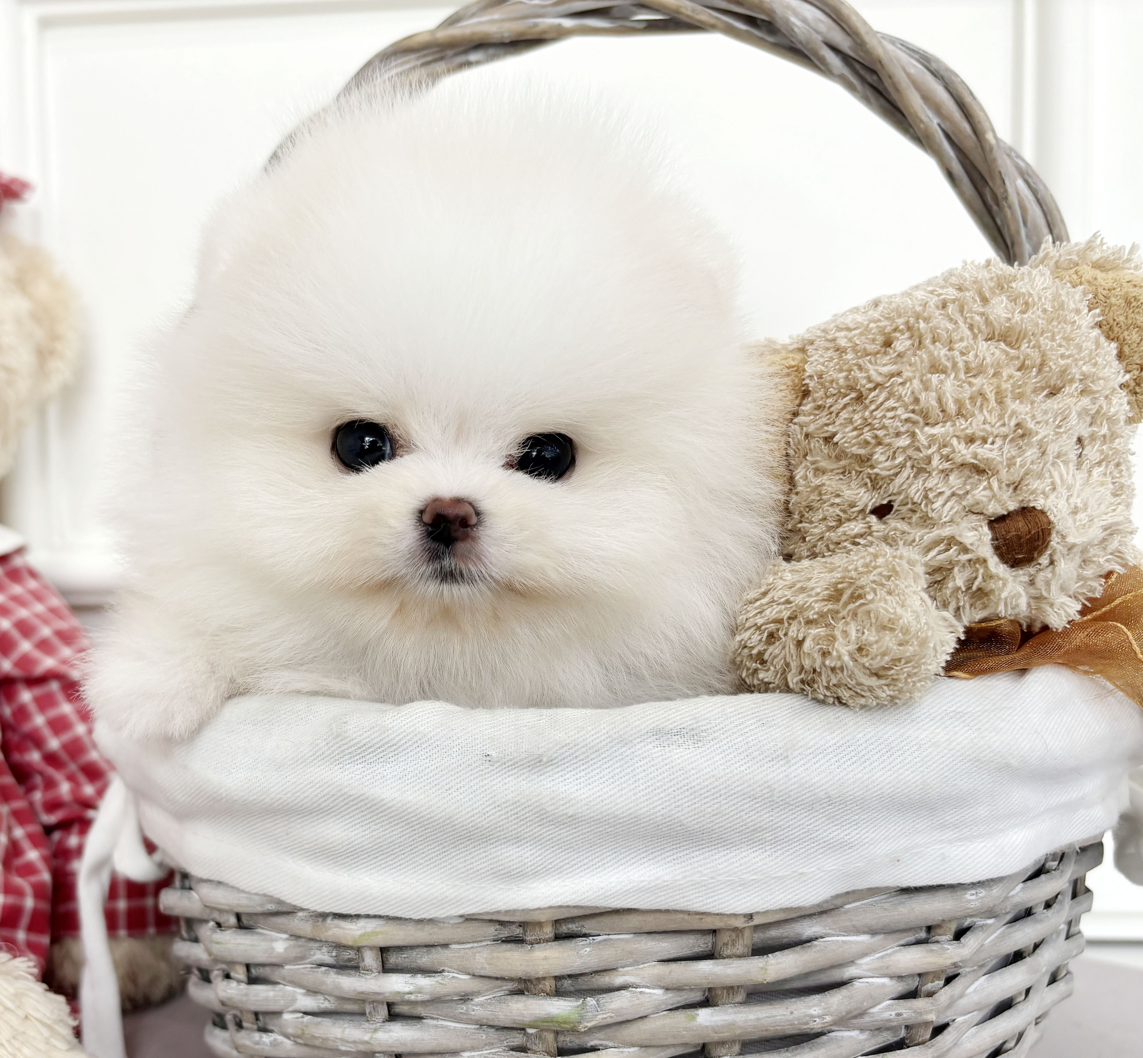 포메라니안/남아