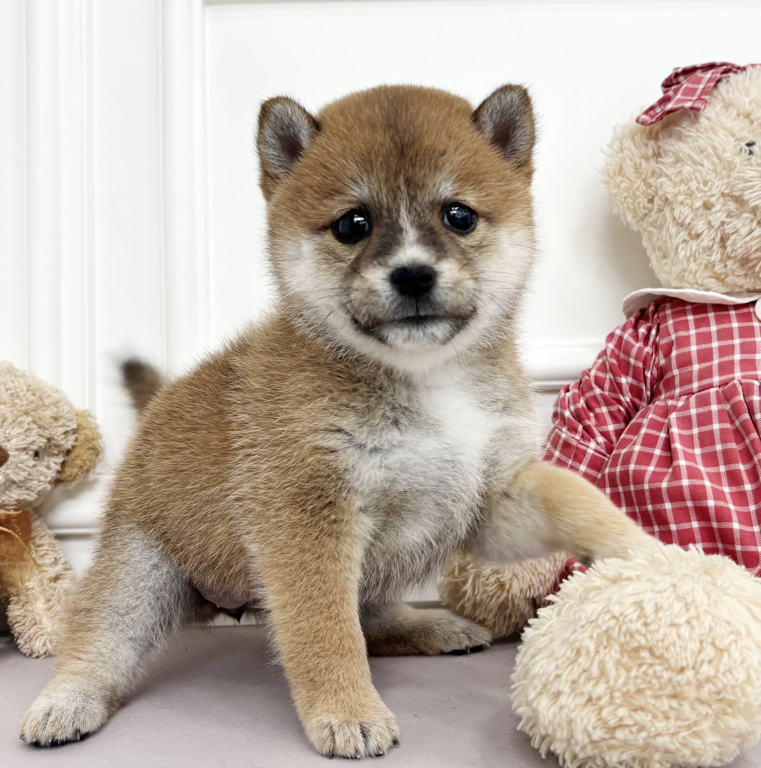 콩시바/여아★혈통서지급★