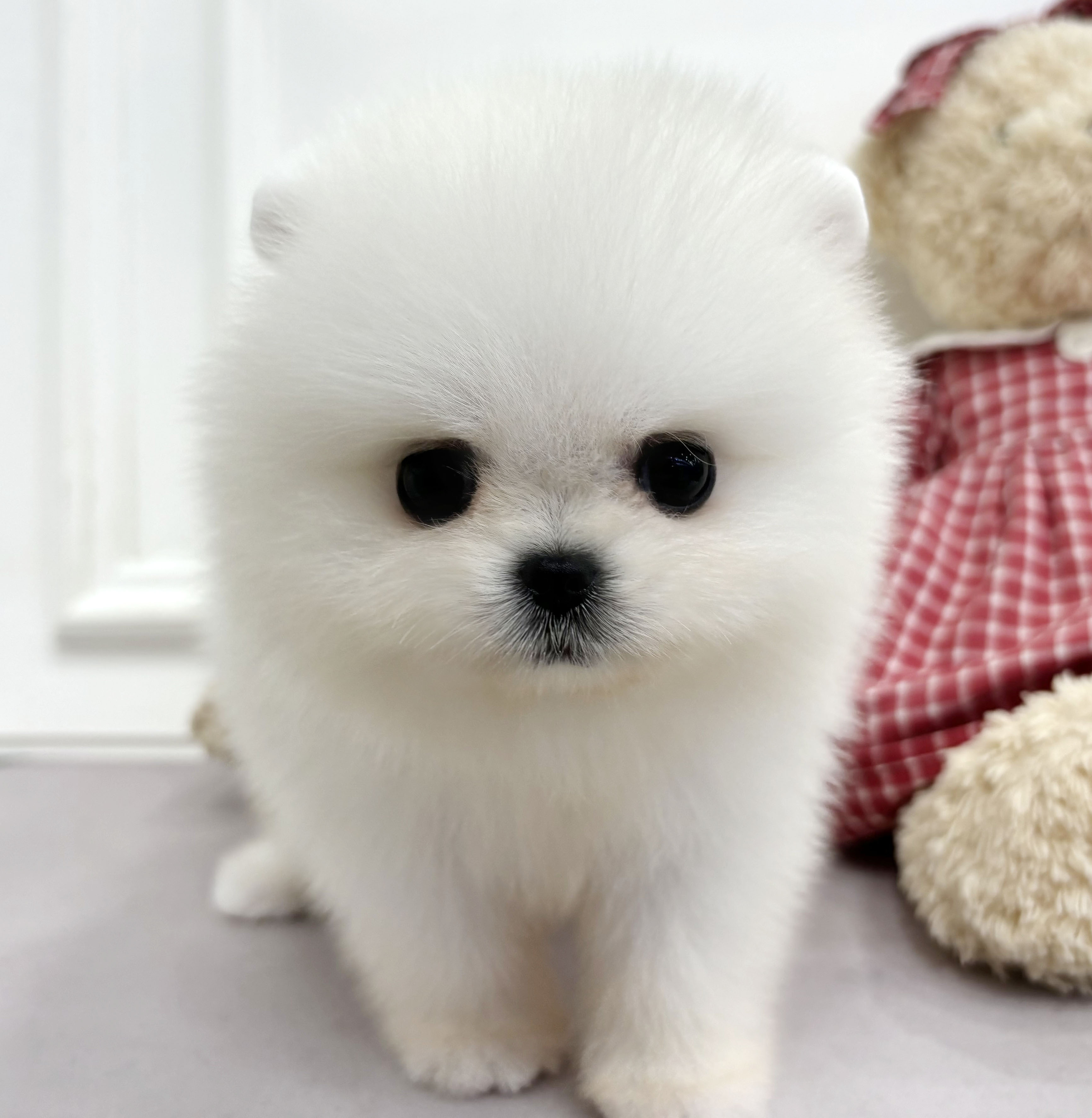 포메라니안/남아