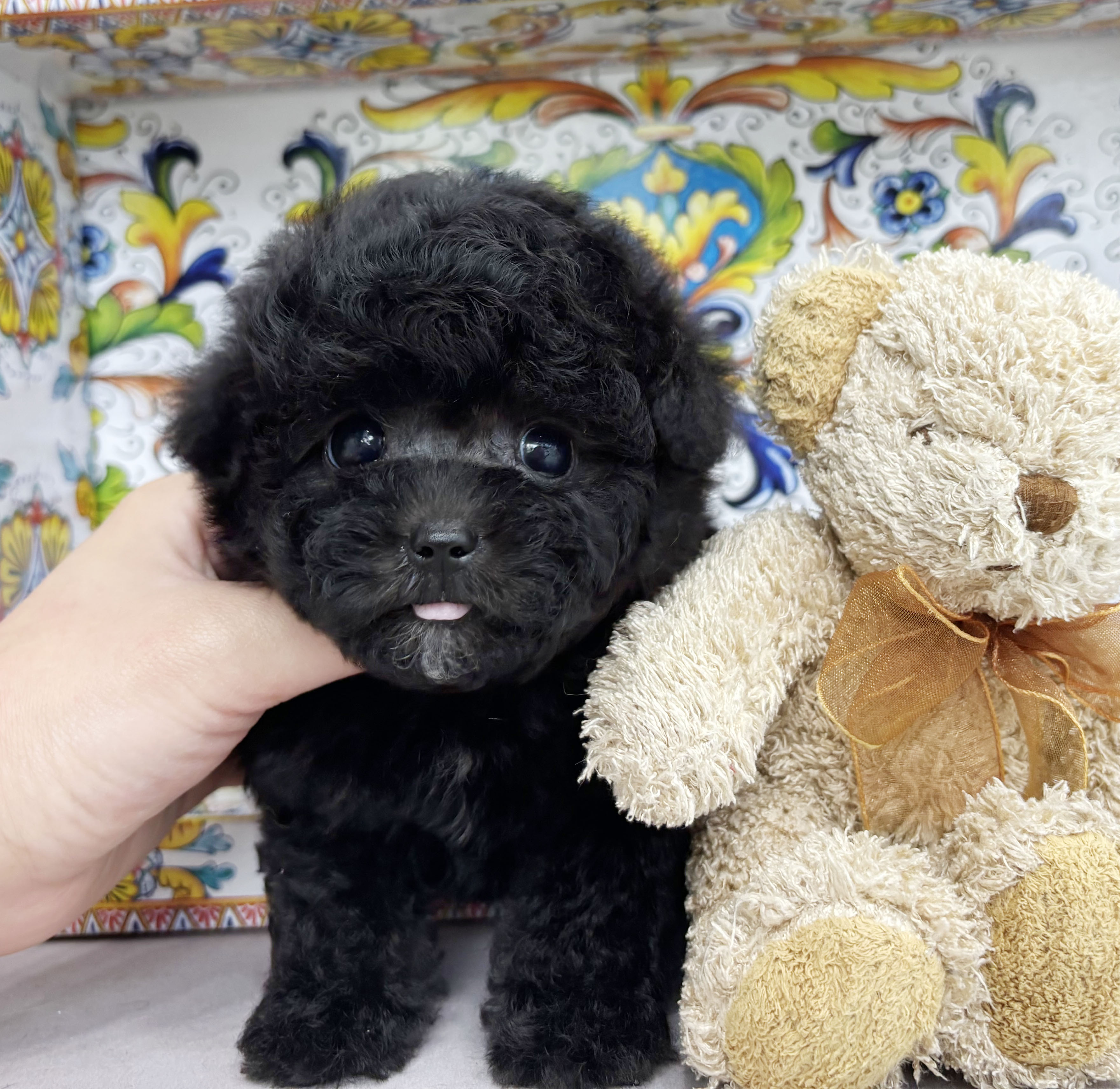 토이실버푸들/여아