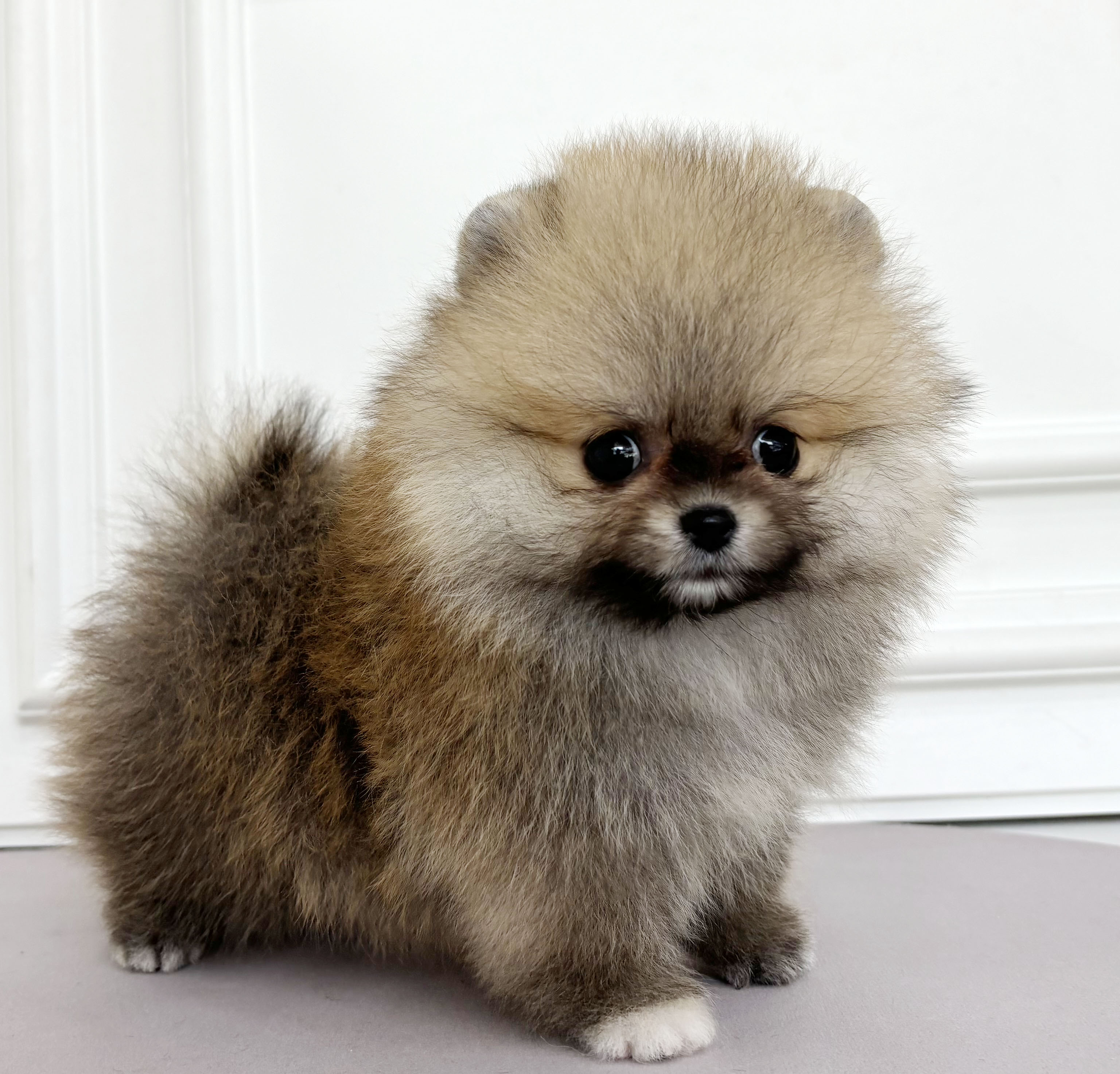 포메라니안/남아