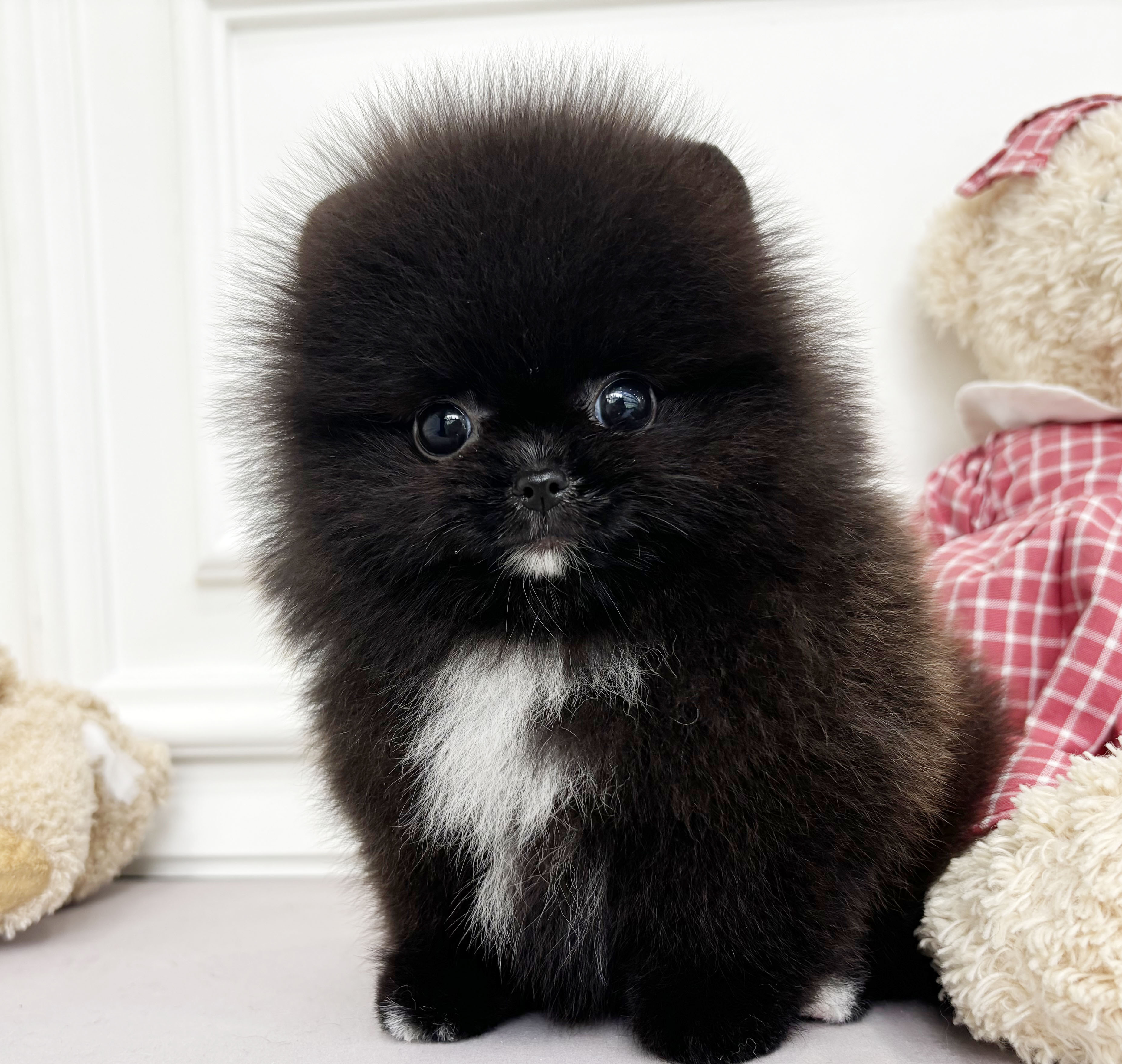 포메라니안/남아