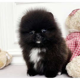 포메라니안/남아