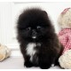 포메라니안/남아