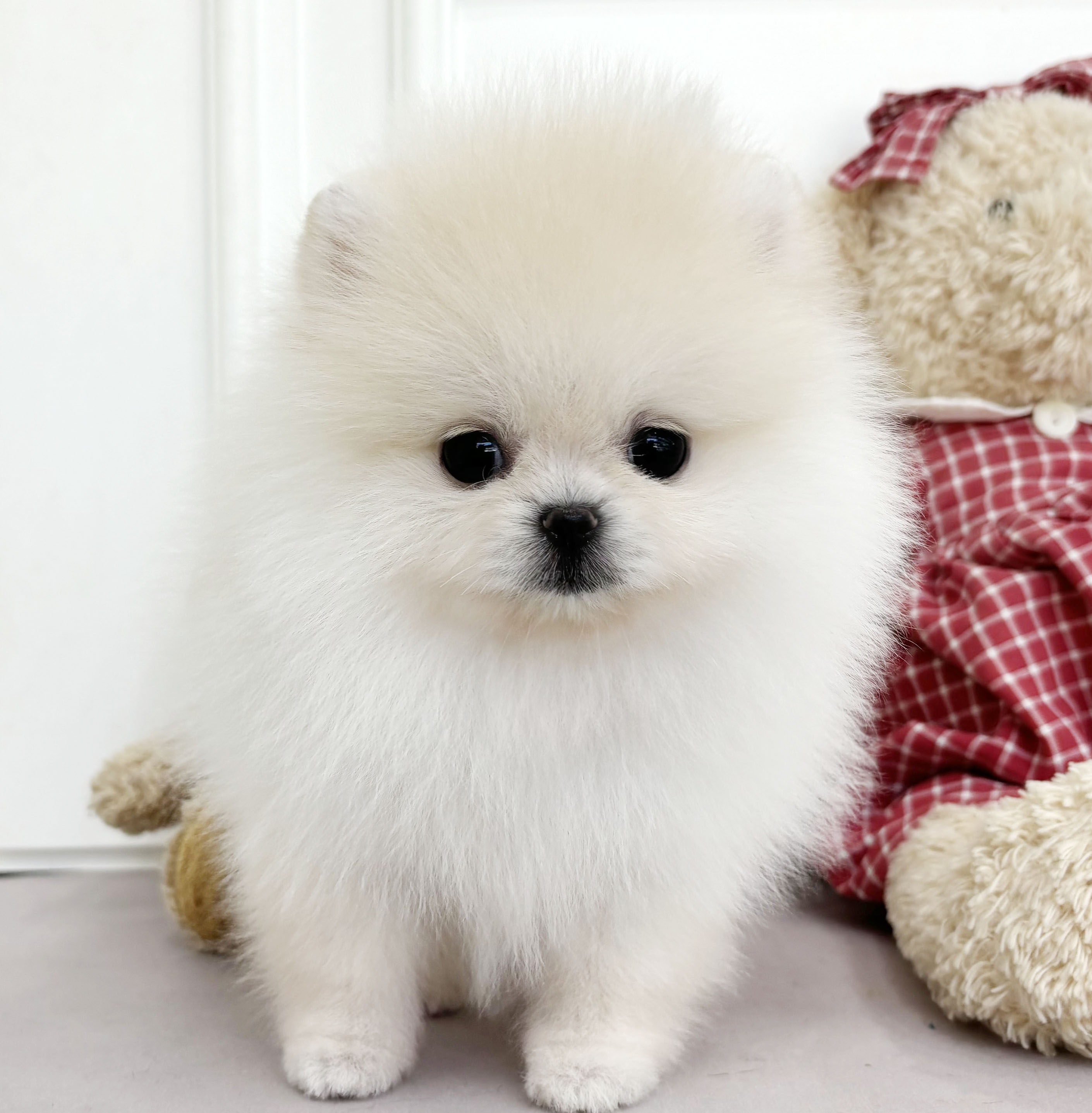 포메라니안/여아