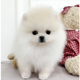 포메라니안/여아