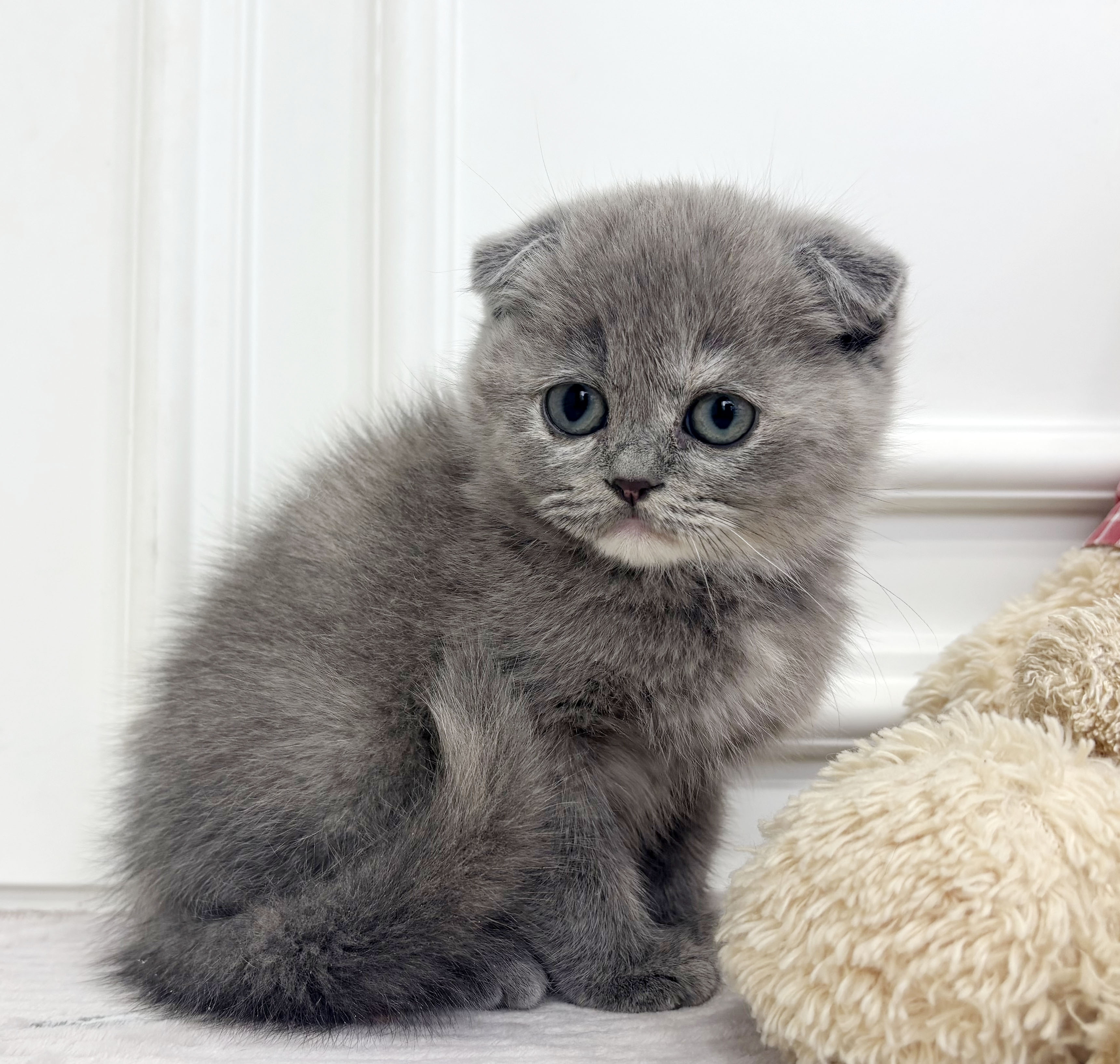 [책임분양가/35만원]스코티쉬폴드/여아