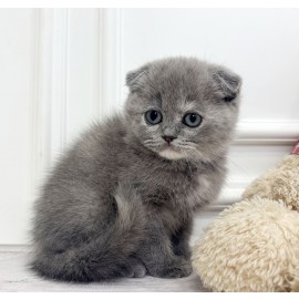 [책임분양가/35만원]스코티쉬폴드/여아