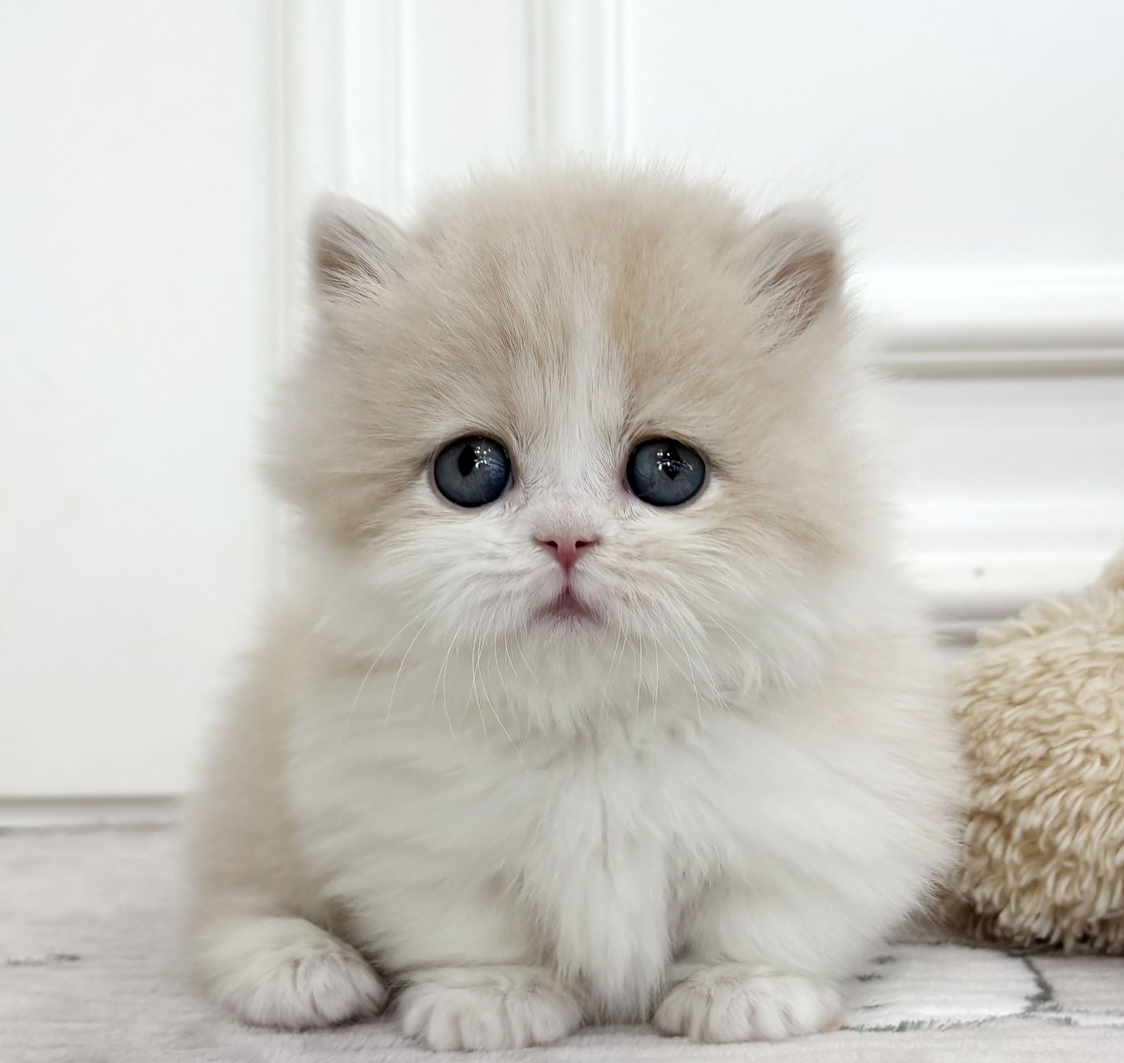 [할인분양가/75만원]먼치킨/남아