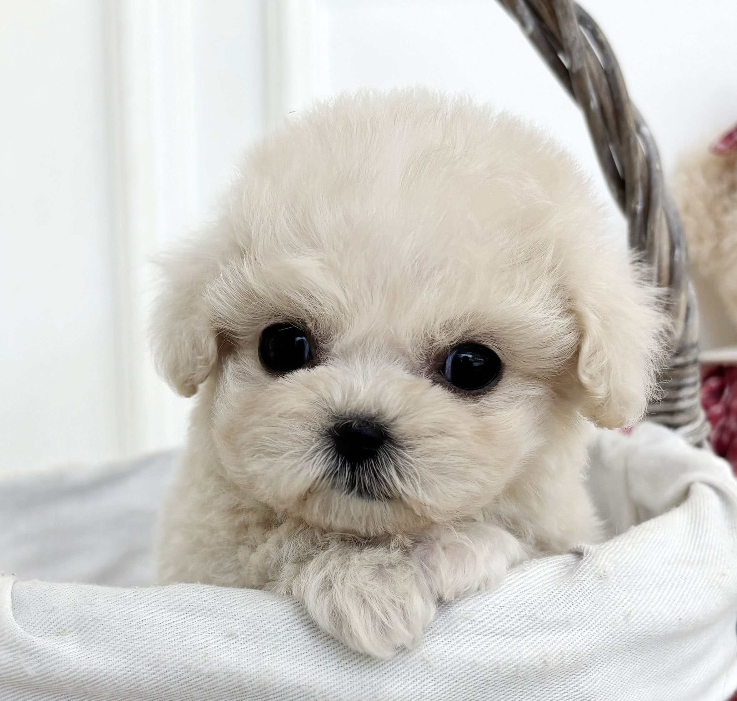 미니말티푸/여아