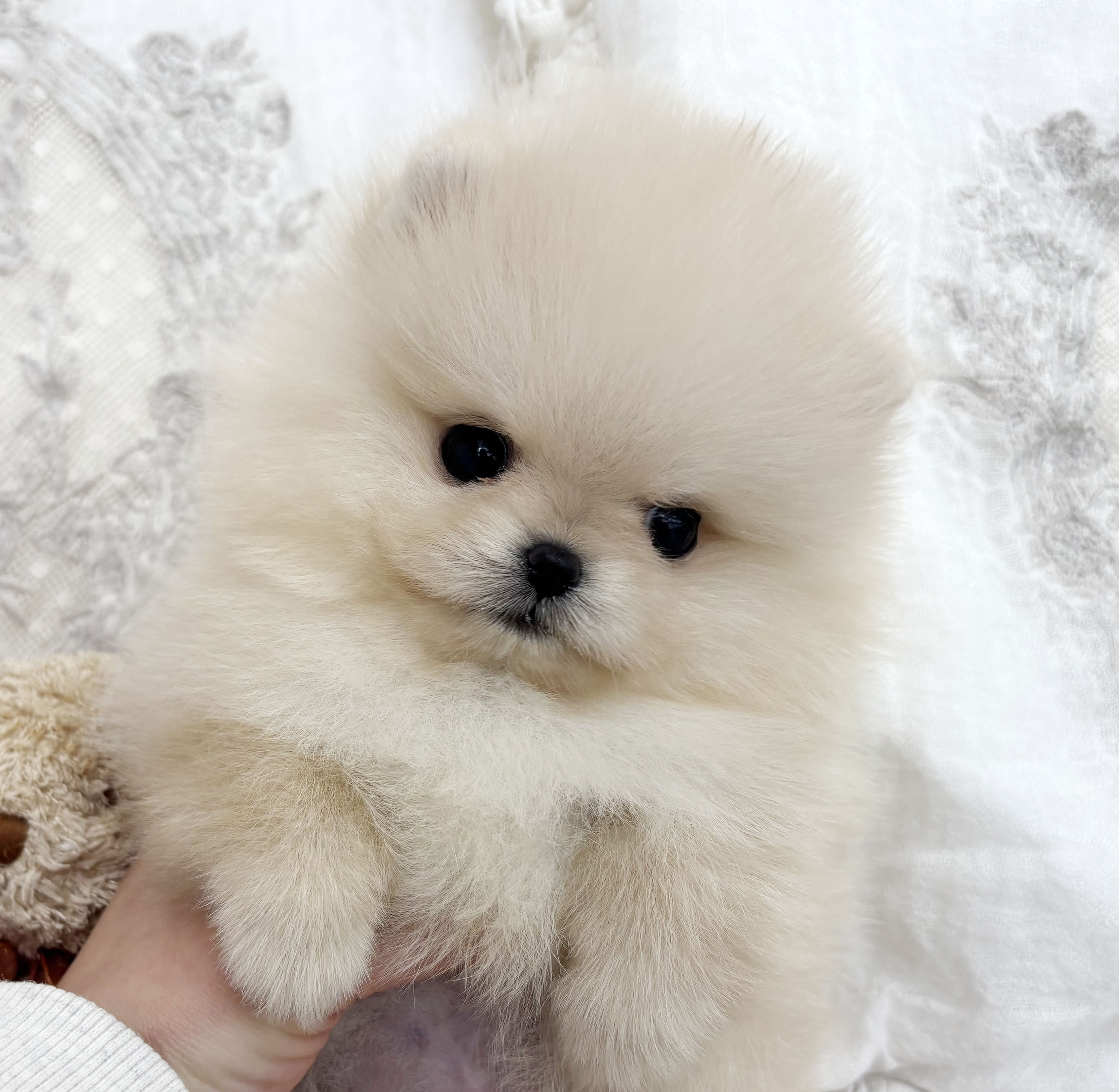 포메라니안/남아