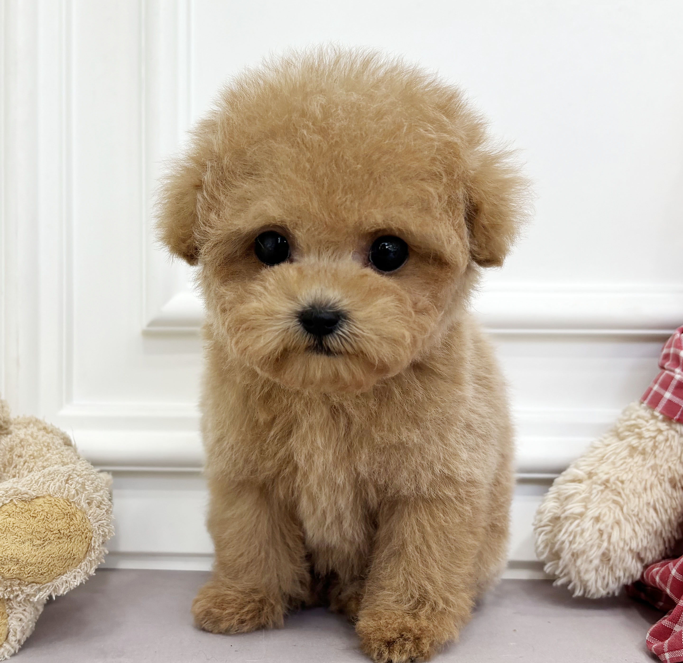 [책임분양가25만원]푸들/암