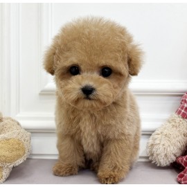 [책임분양가25만원]푸들/암