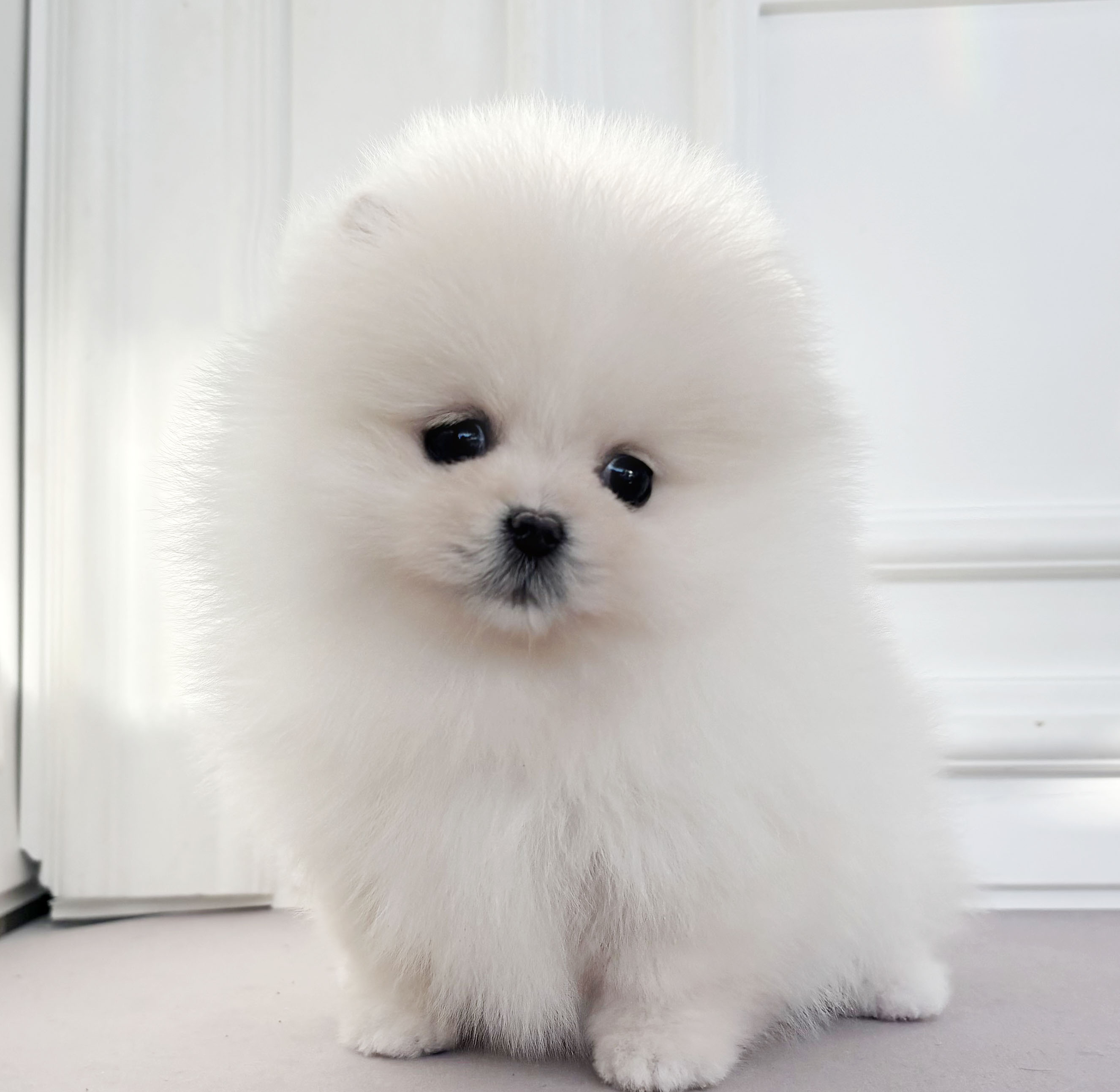 [할인분양가60만원]포메라니안/여아