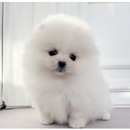 [할인분양가60만원]포메라니안/여아