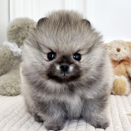 포메라니안/여아