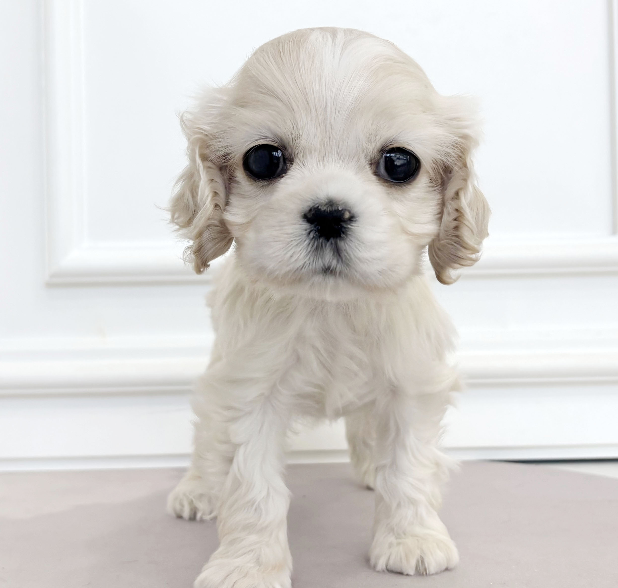 코카 스패니얼/남아