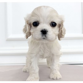 코카 스패니얼/남아