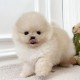 포메라니안/여아