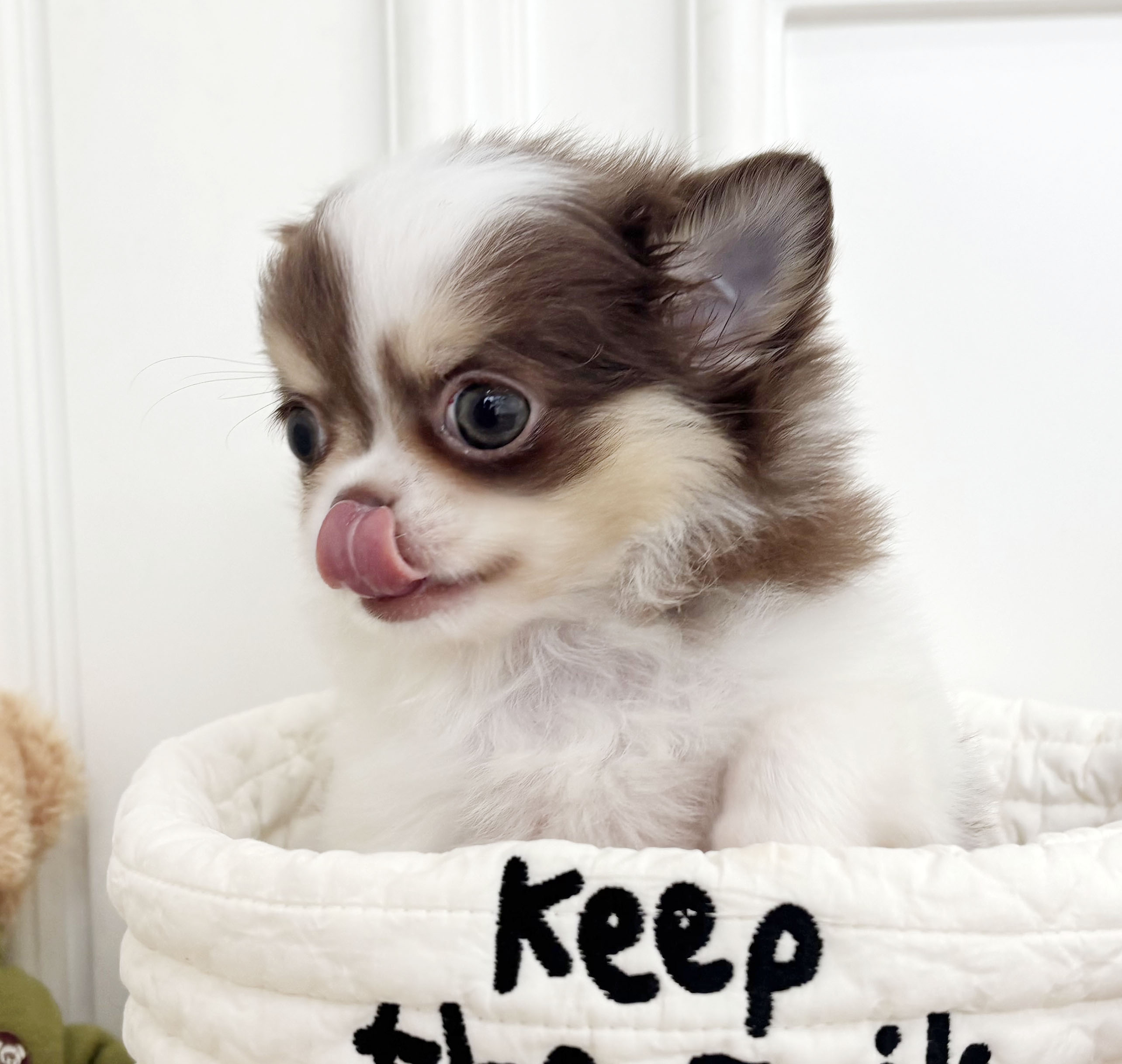 장모치와와/여아