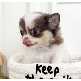 장모치와와/여아