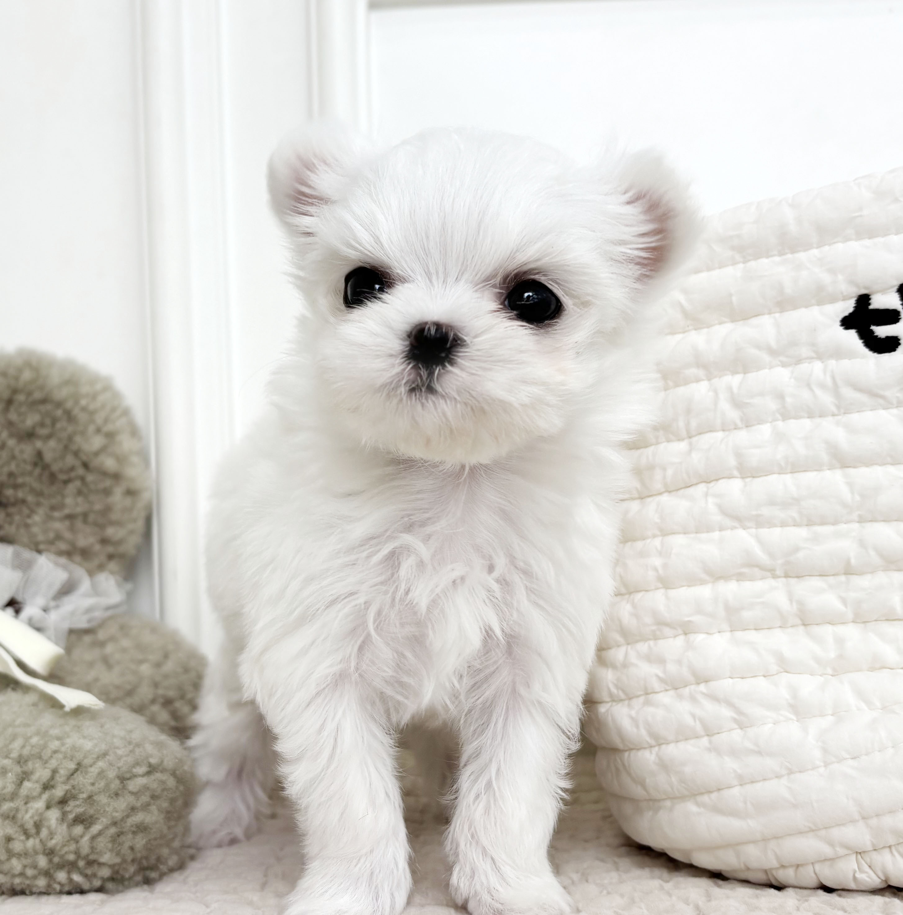 말티즈/남아,여아