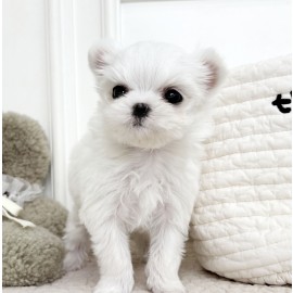 말티즈/남아,여아