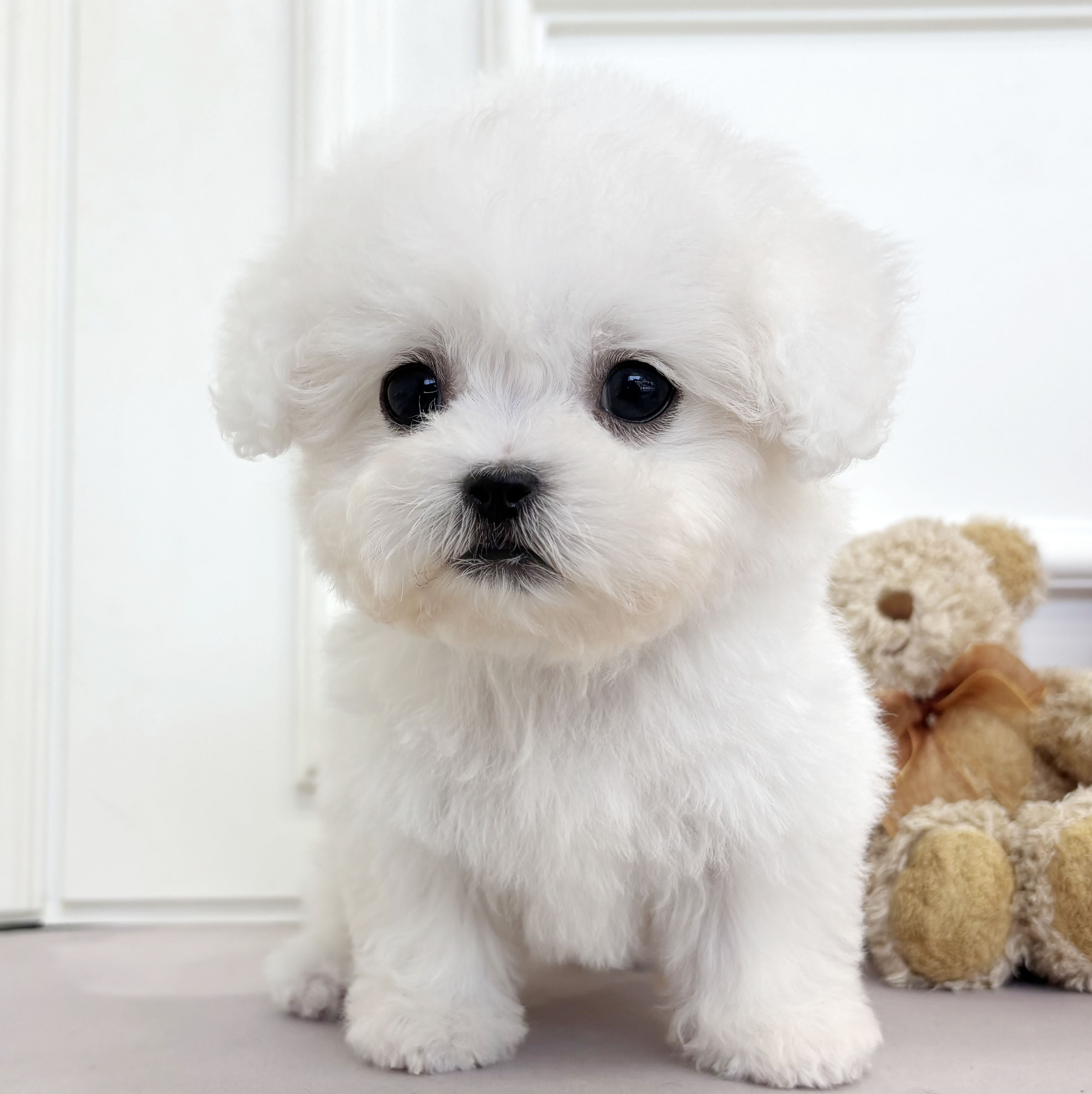 [할인분양가/65만원]미니비숑/남아