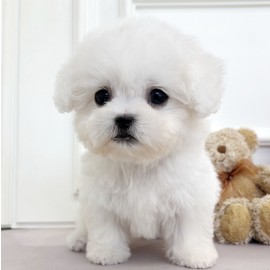 [할인분양가/65만원]미니비숑/남아