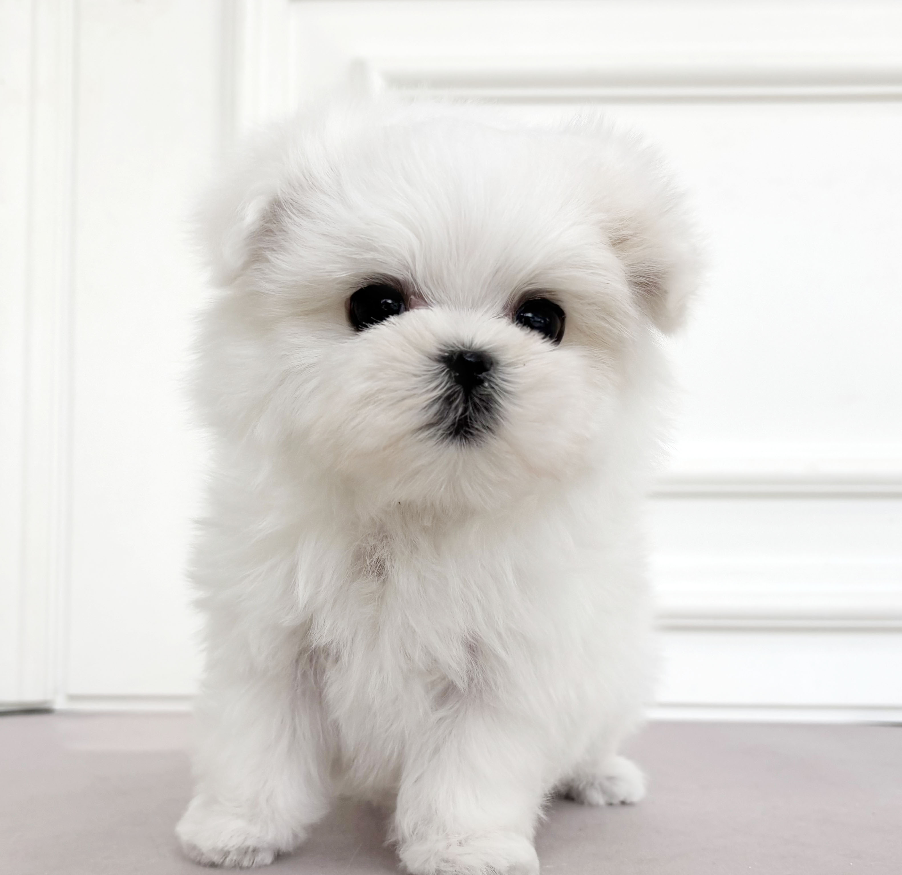 [할인분양가/50만원]말티즈/남아