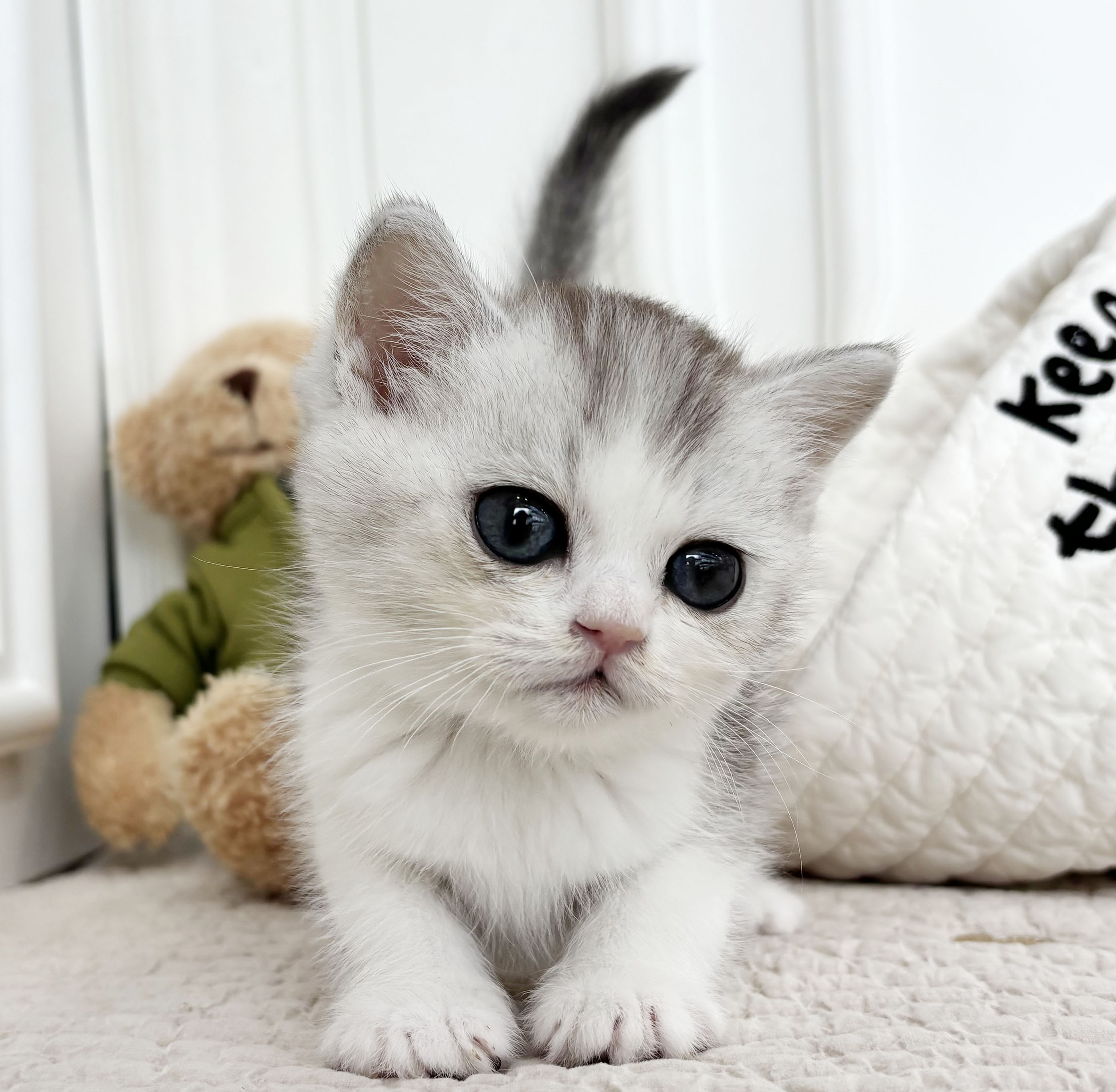 브리티쉬숏헤어/남아