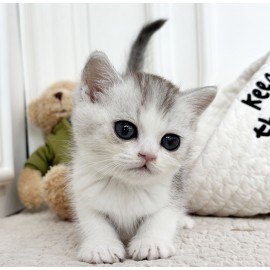 브리티쉬숏헤어/남아