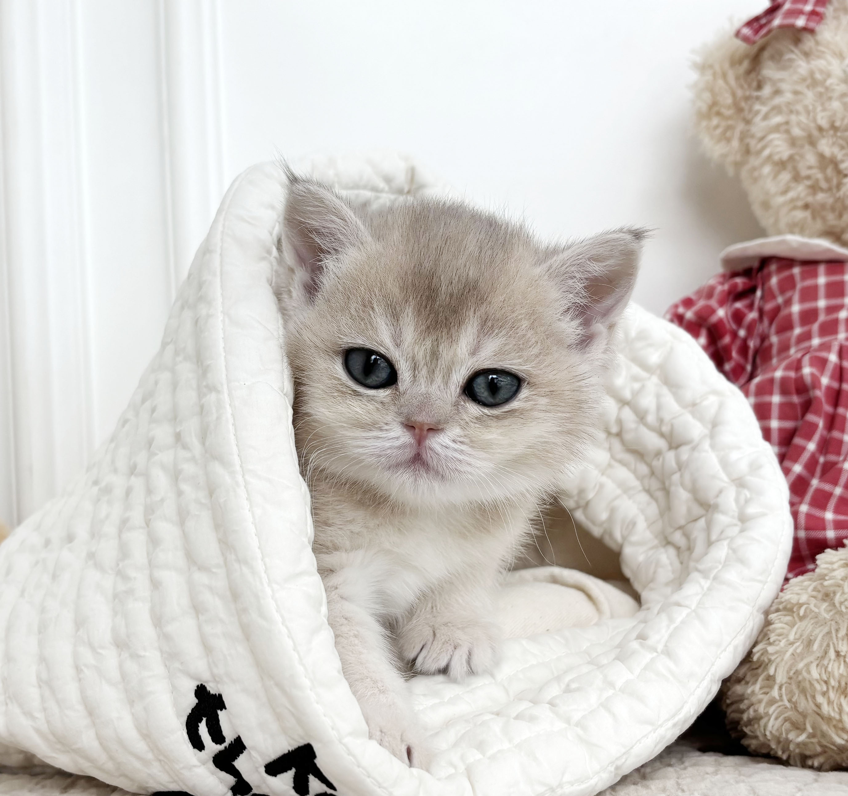 브리티쉬 숏헤어/여아