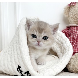 브리티쉬 숏헤어/여아