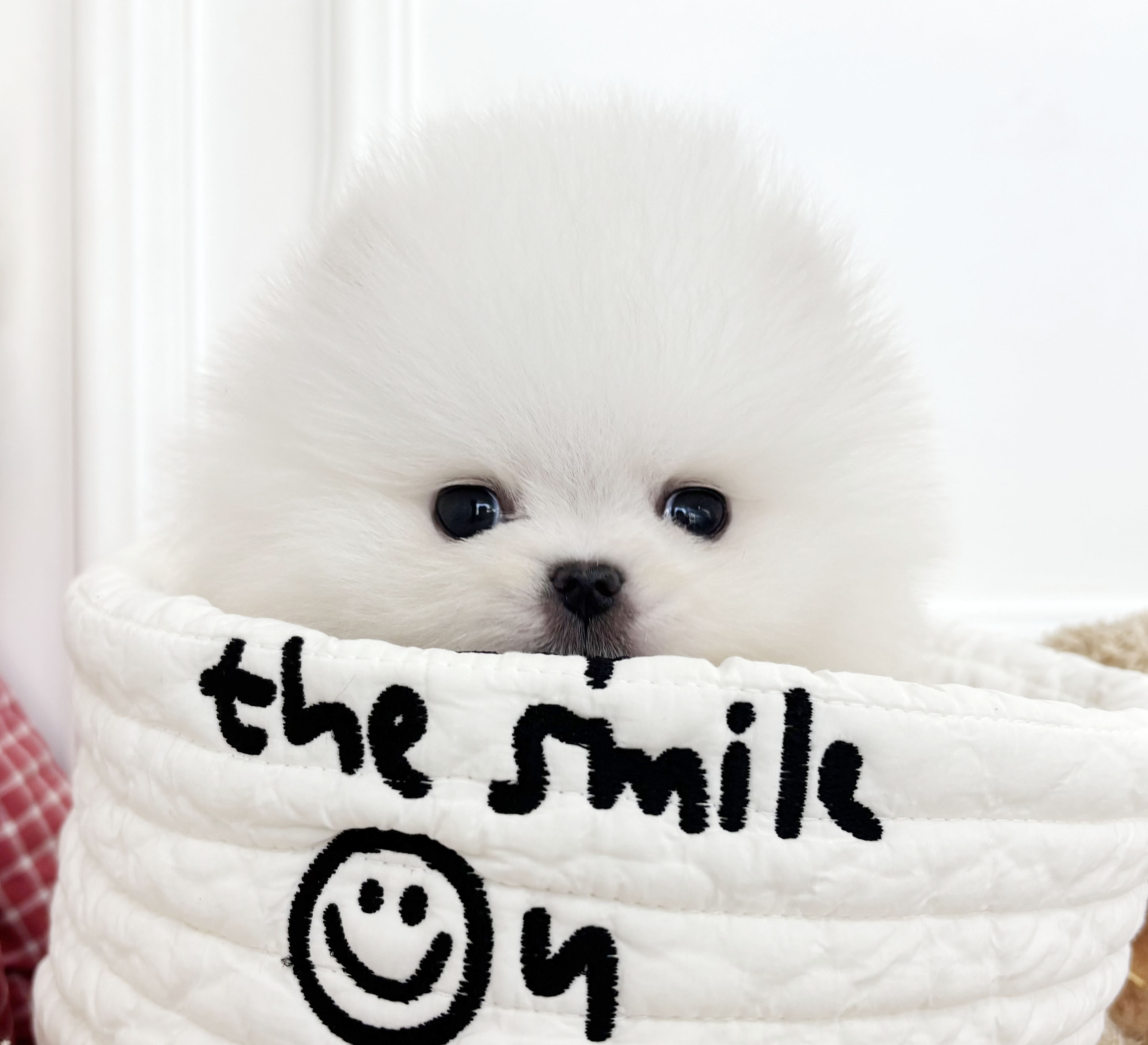 포메라니안/남아