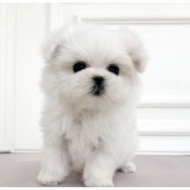 [할인분양가/45만원]말티즈/남아