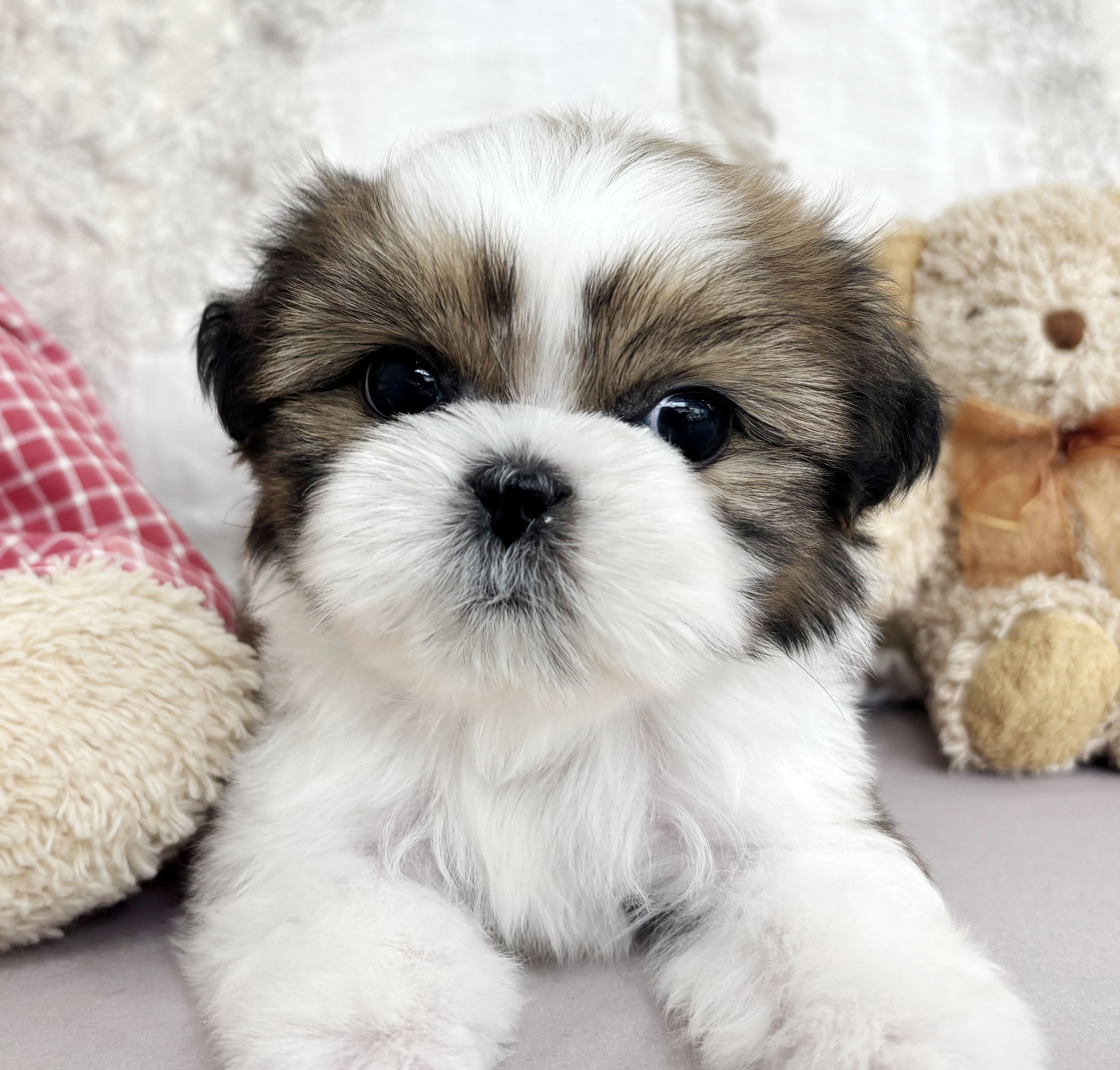 [책임분양가/40만원]콩시츄/남아